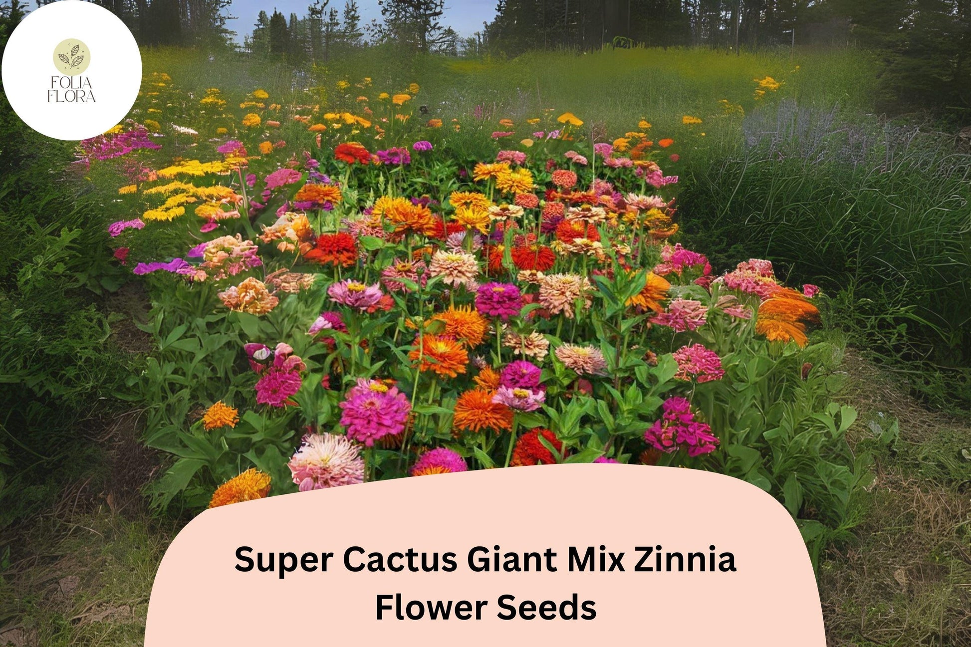Super Cactus Zinnia Seeds – Giant Frilled Blooms, Non-GMO, Zinnia elegans ‘Super Cactus Giant Mix’