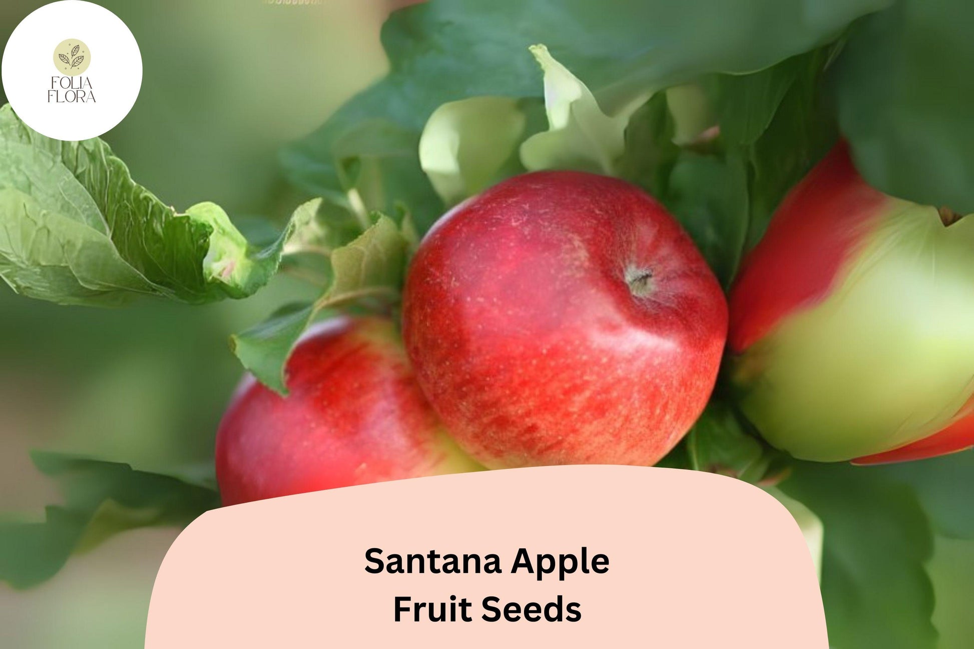 25+ Santana Apple Seeds | Malus domestica | Crisp, Low-Allergen Fruit for Garden & Orchard Planting