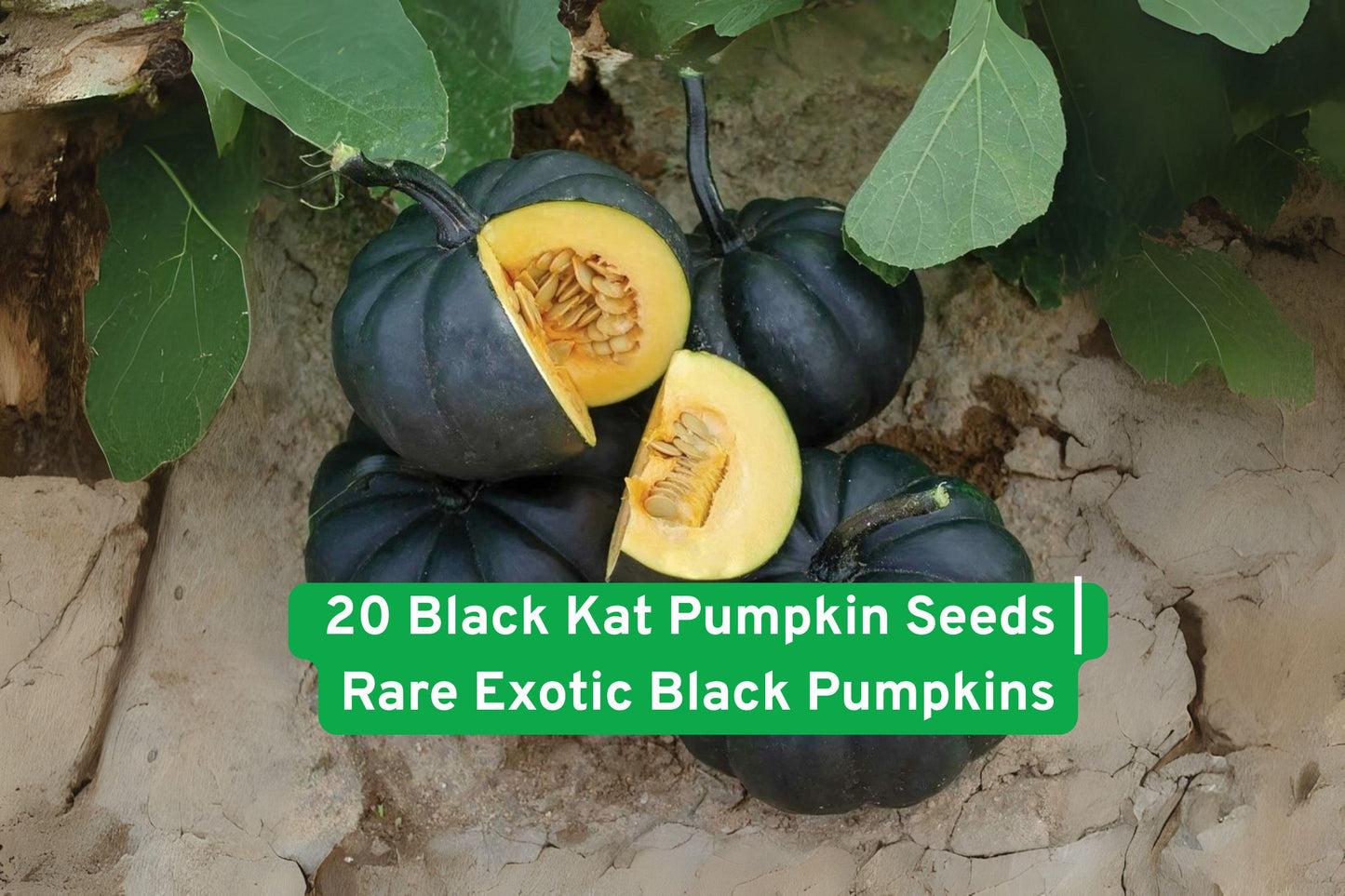 Black Kat Pumpkin Seeds, Exotic Pumpkin Seeds, Non-GMO Pumpkin Seeds, Fall Decor Seeds, Unique Garden Seeds, Gourmet Pumpkin Seeds, Black Fruit Seeds, Halloween Pumpkin Seeds, Vegetable Seeds for Planting, Rare Pumpkin Varieties, Edible Pumpkin Seeds, Hand-Packed Seeds, Iowa Garden Seeds