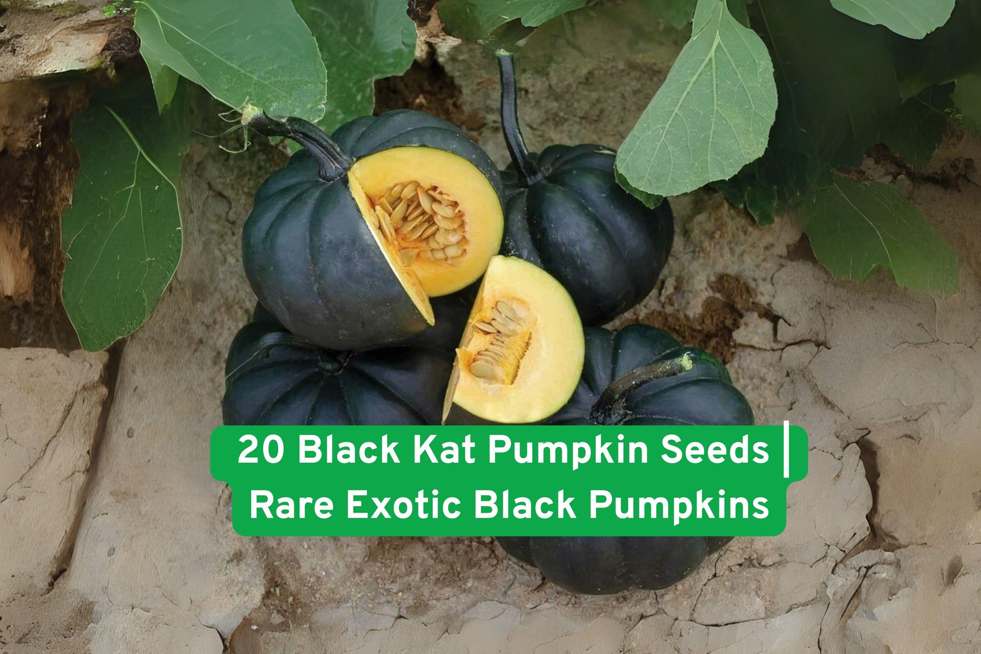 Black Kat Pumpkin Seeds, Exotic Pumpkin Seeds, Non-GMO Pumpkin Seeds, Fall Decor Seeds, Unique Garden Seeds, Gourmet Pumpkin Seeds, Black Fruit Seeds, Halloween Pumpkin Seeds, Vegetable Seeds for Planting, Rare Pumpkin Varieties, Edible Pumpkin Seeds, Hand-Packed Seeds, Iowa Garden Seeds