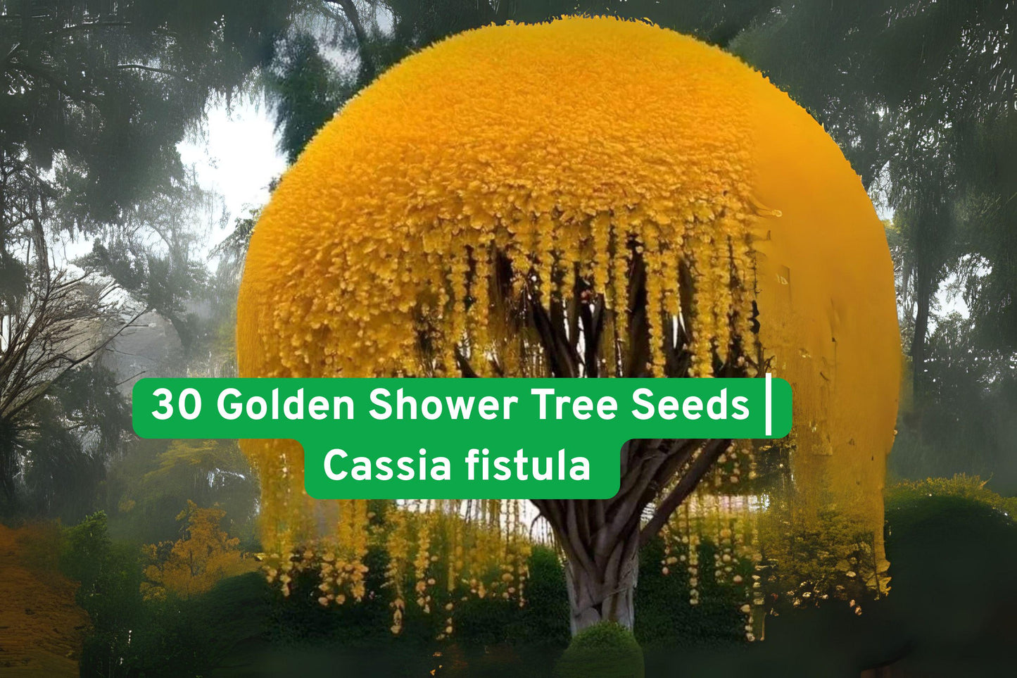 Golden Shower Tree Seeds, Cassia Fistula, Yellow Flowering Tree, Tropical Ornamental Seeds, Weeping Tree Seeds, Garden Landscape Seeds, Non-GMO Plant Seeds, Bright Yellow Flowers, Easy Grow Tree Seeds, Iowa Hand-Packed Seeds, Subtropical Garden Plant, Blooming Tree Seeds, Exotic Garden Tree