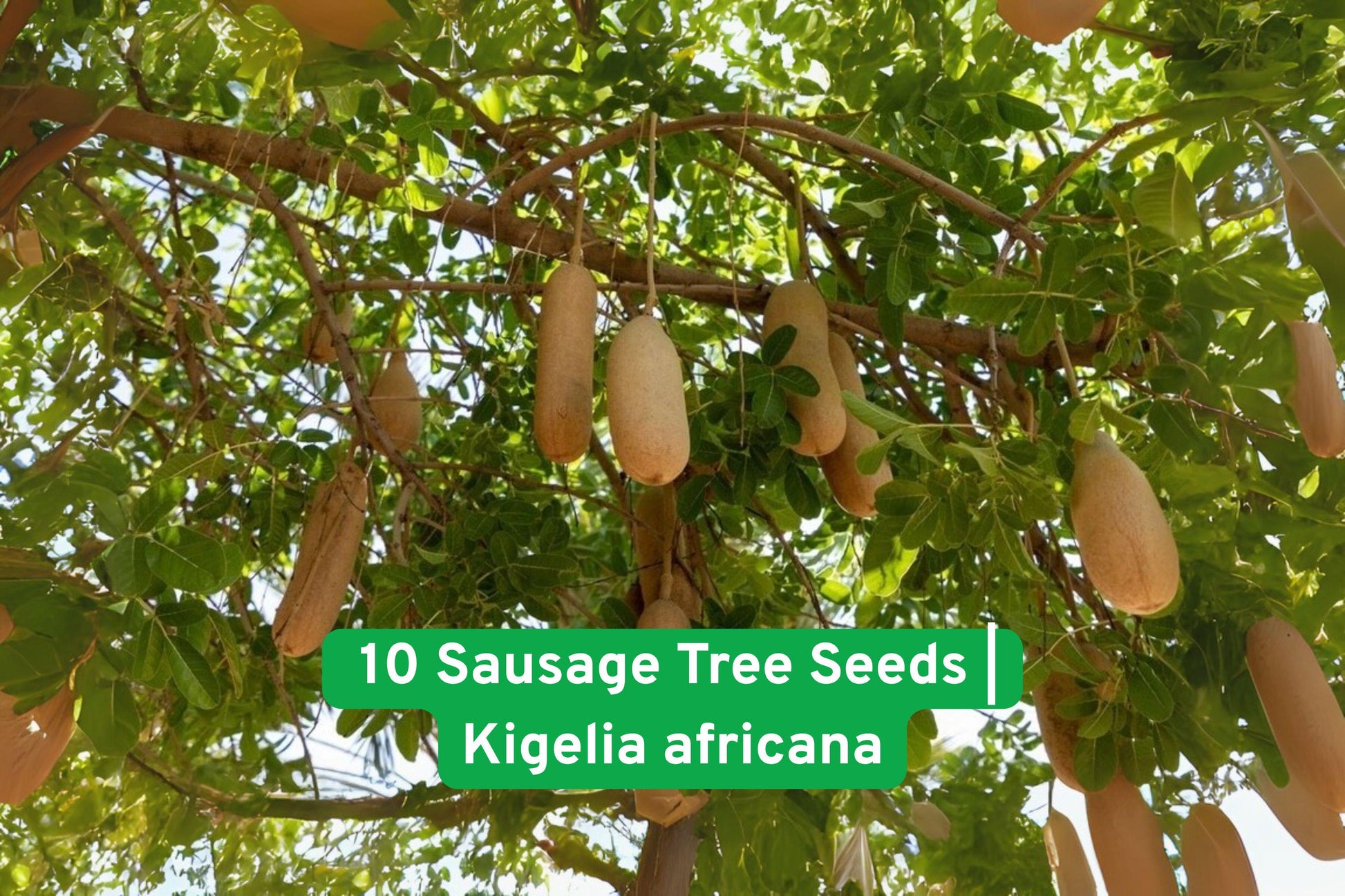 Kigelia africana seeds, exotic tree seeds, ornamental plant seeds, African tree seeds, rare seed packets, non-GMO plant seeds, tropical garden seeds, container plant seeds, unique foliage seeds, warm climate plants, collectible seed variety, easy grow seeds, exotic landscape seeds