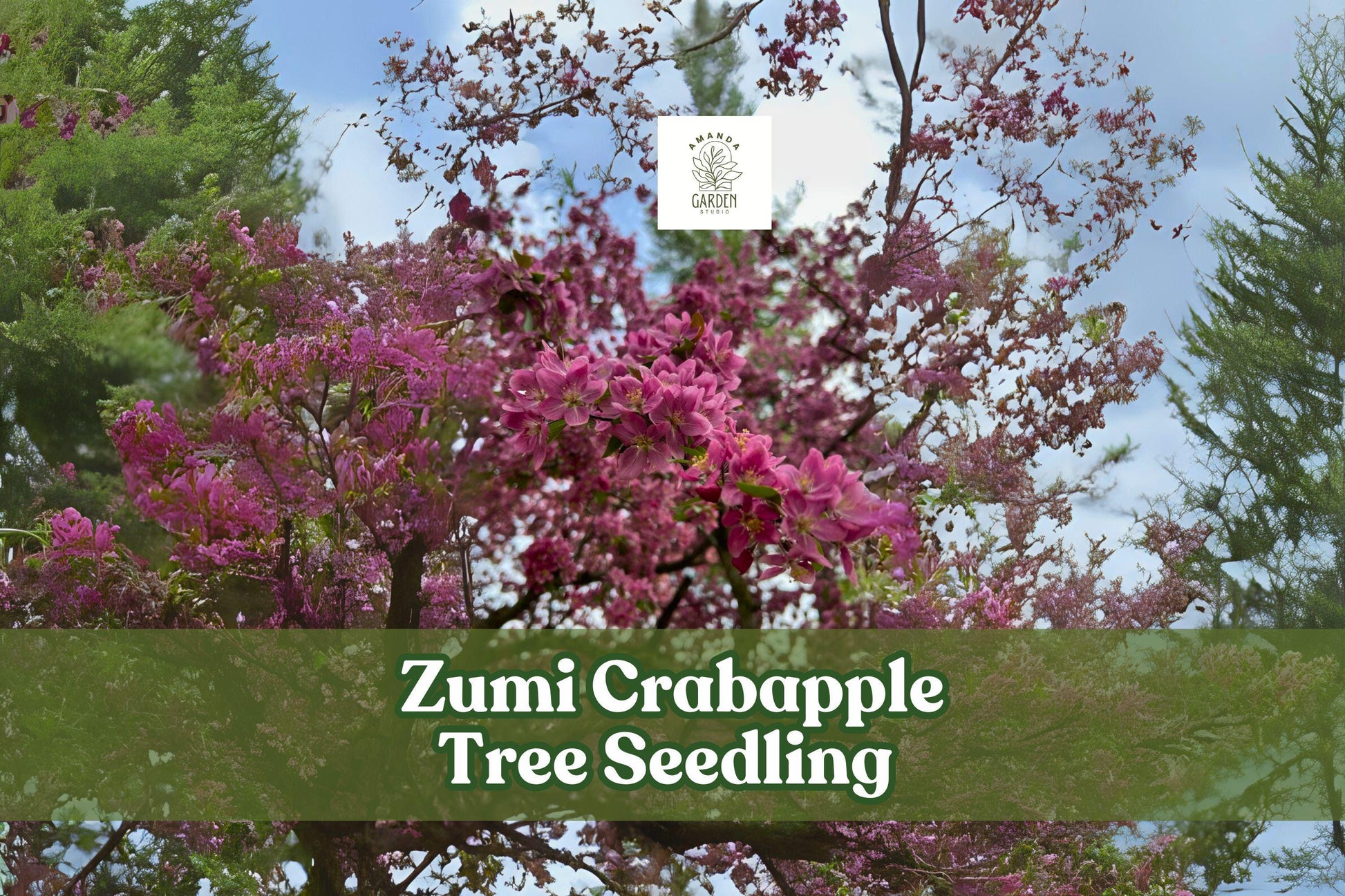Zumi Crabapple Tree Seedling with Pink White Blossoms, Ornamental Malus zumi, Hardy Wildlife-Friendly Landscape Tree