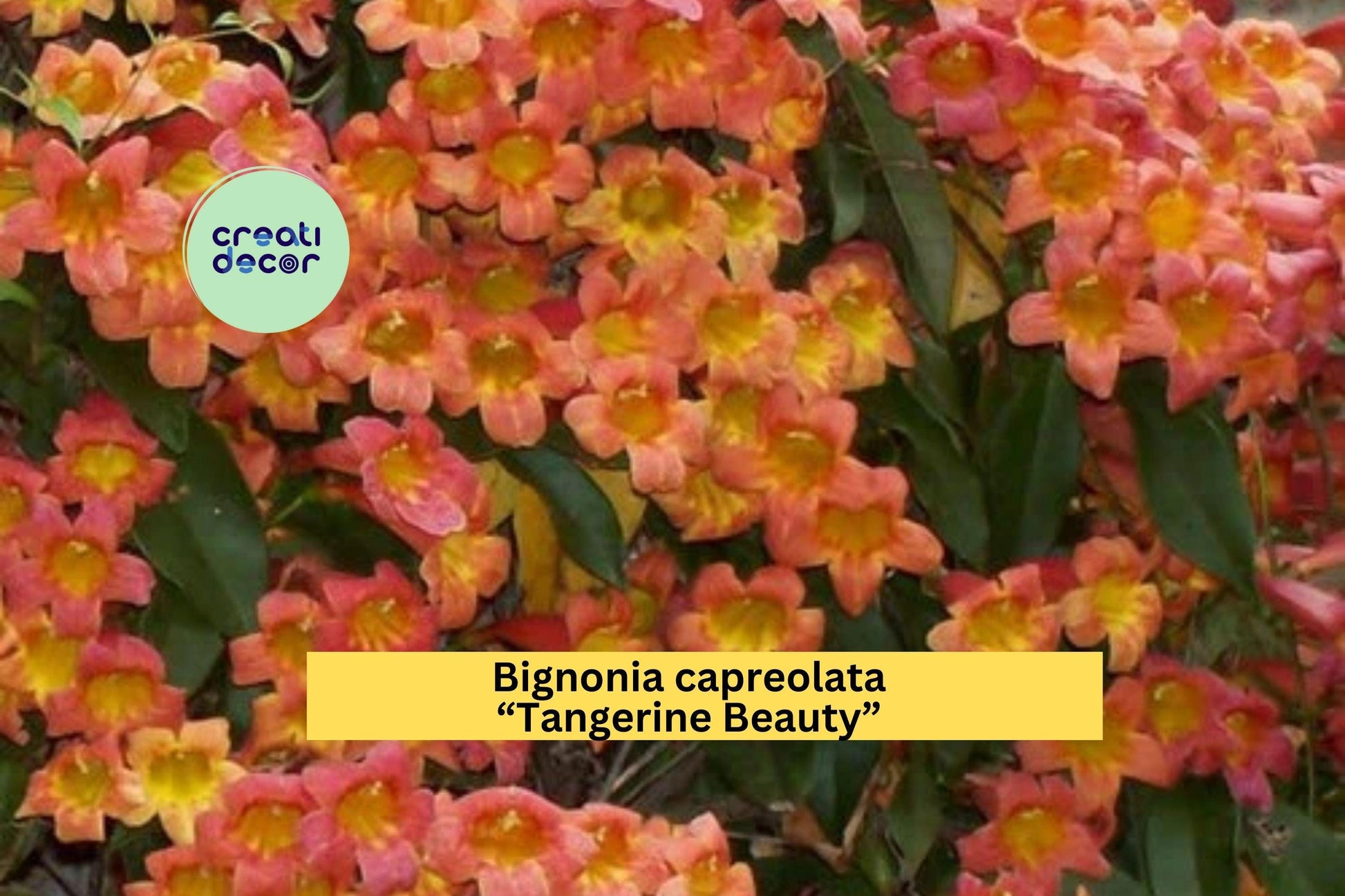 Tangerine Beauty Crossvine Rooted Starter Plant – Bignonia capreolata, Vibrant Orange Trumpet Flowers, Butterfly & Hummingbird Attracting Vine