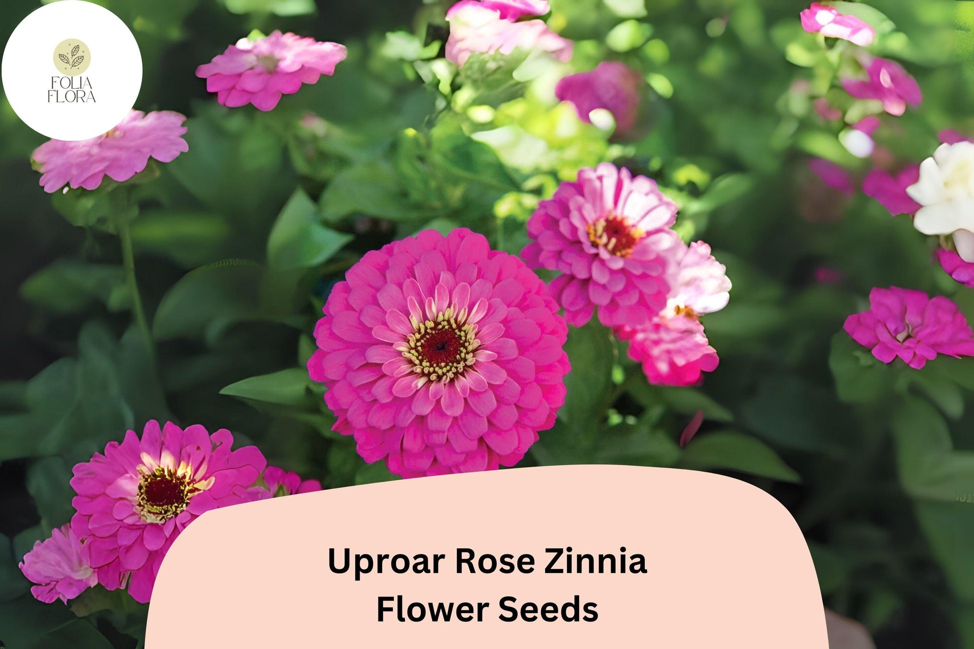 Uproar Rose Zinnia Seeds – Large Pink Blooms, Cut Flower Garden, Zinnia elegans, Annual, Butterfly Attracting