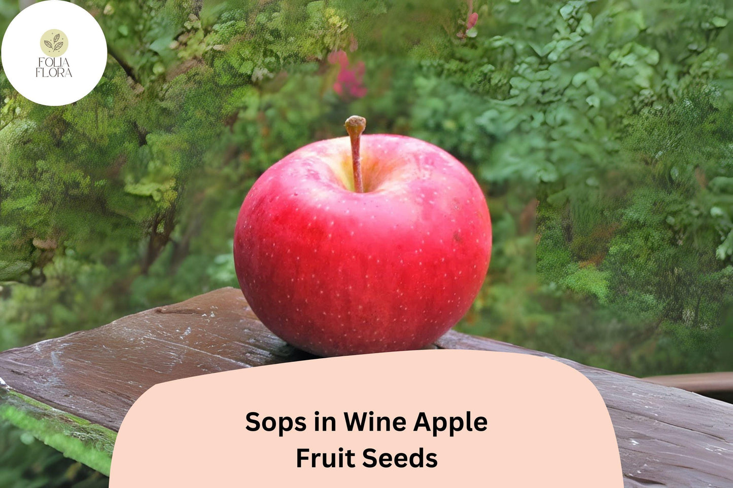 Sops in Wine Apple Seeds, Rare Red-Fleshed Heirloom Variety, Malus domestica, for Home Garden and Orchard Cultivation