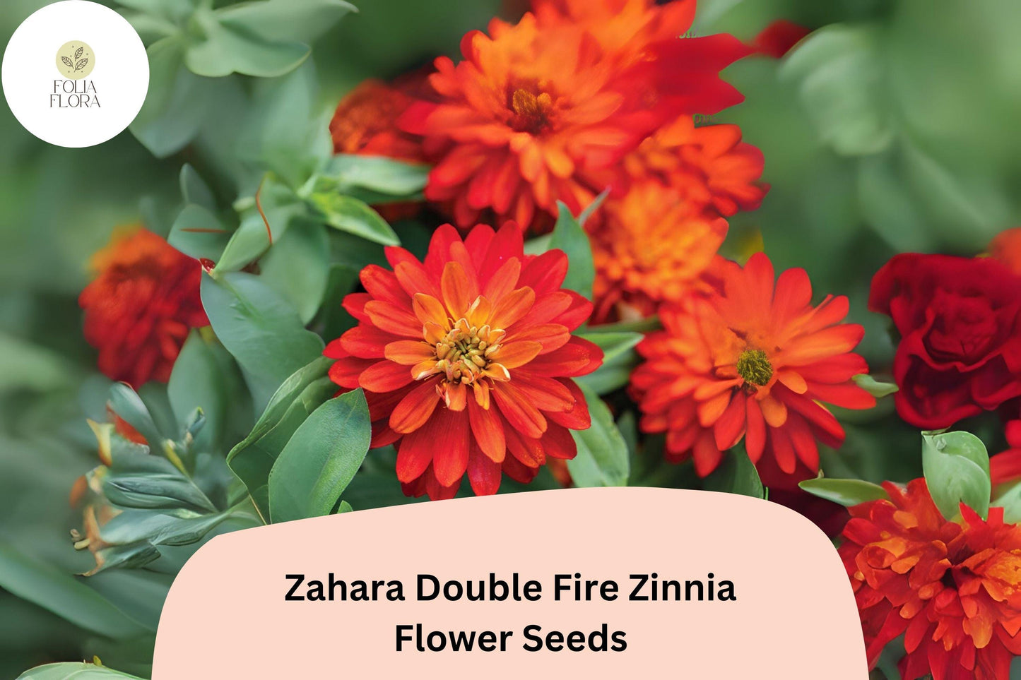 100+ Zahara Double Fire Zinnia Seeds – Non-GMO Orange-Red Blooms, Compact Annual for Borders & Containers, Zinnia marylandica