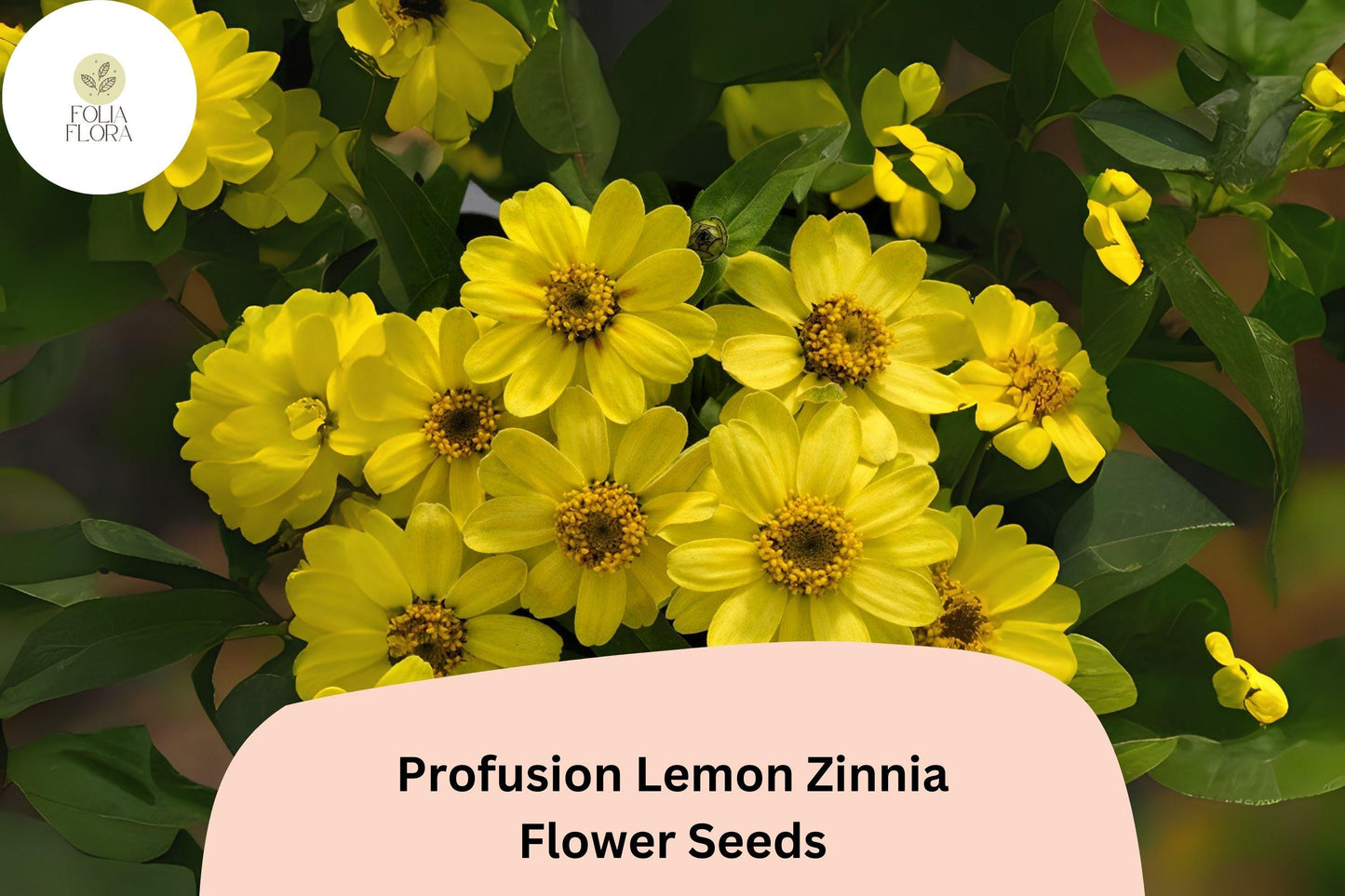 100+ Profusion Lemon Zinnia Seeds – Bright Yellow Blooms, Compact Annual, Zinnia hybrida for Garden, Borders & Containers