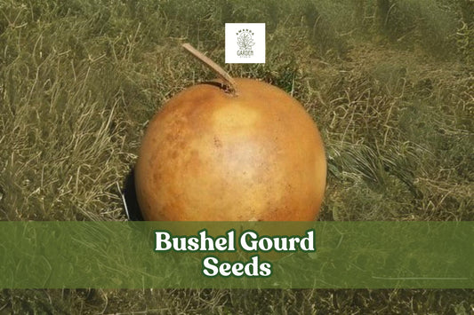 10 Bushel Gourd Seeds – Lagenaria siceraria Giant Round Ornamental Gourds for Crafts & Decoration