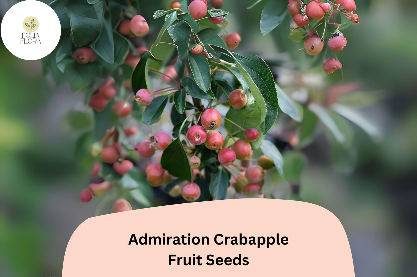 Admiration Crabapple Seeds, Pink-White Blossoms, Red Fruits, Malus admiral, Ornamental Tree, Pollinator-Friendly, Landscaping
