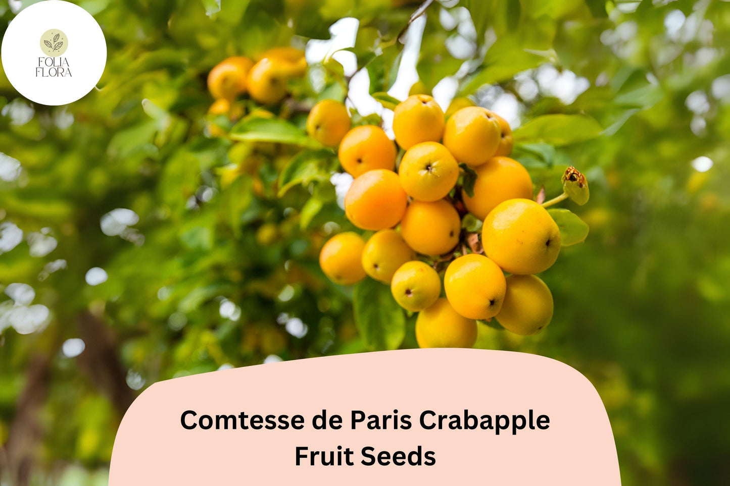 Comtesse de Paris Crabapple Seeds | Ornamental Tree with Pink Blossoms & Yellow Fruit | Malus ‘Comtesse de Paris’