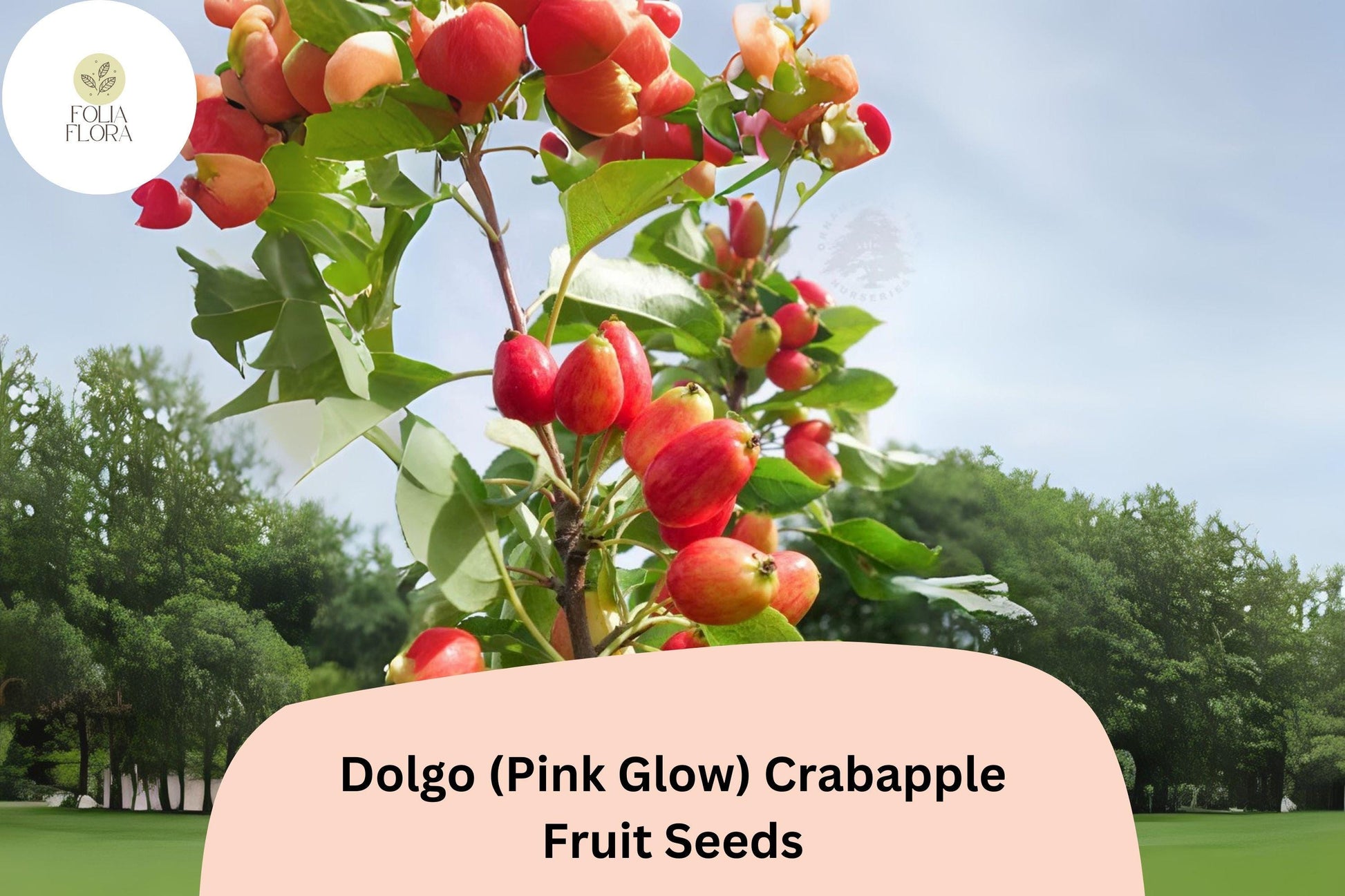 Dolgo Crabapple Seeds | Pink Blossoms & Red Fall Fruit | Malus ‘Dolgo’ Ornamental Tree for Gardens & Landscaping