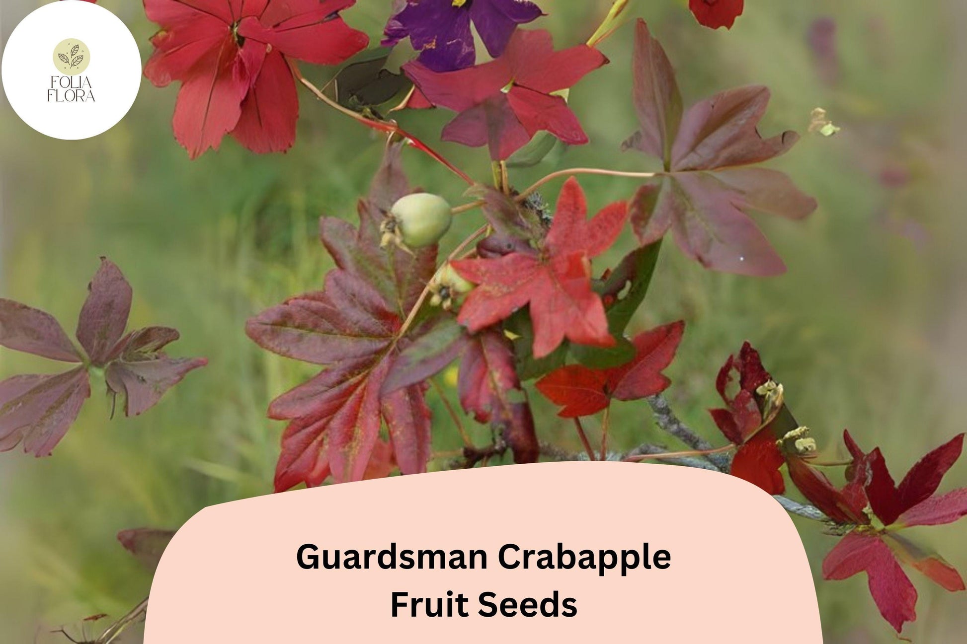 25+ Guardsman Crabapple Seeds | Malus ‘Guardsman’ Ornamental Tree with Red-Pink Spring Blossoms and Bright Fall Fruit