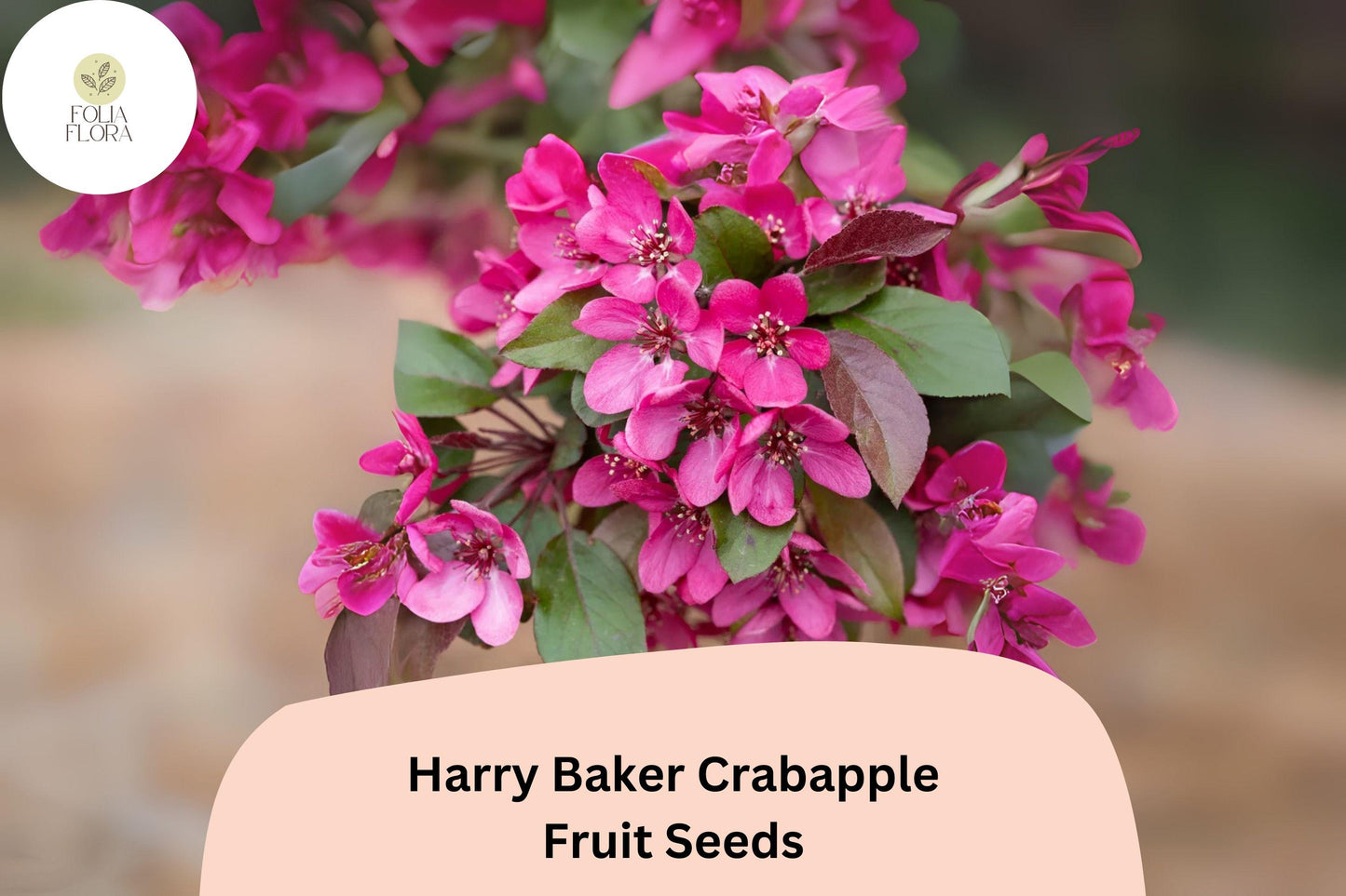 Harry Baker Crabapple Seeds | Ornamental Tree with Red-Purple Blossoms & Bright Fall Fruit | Malus ‘Harry Baker’