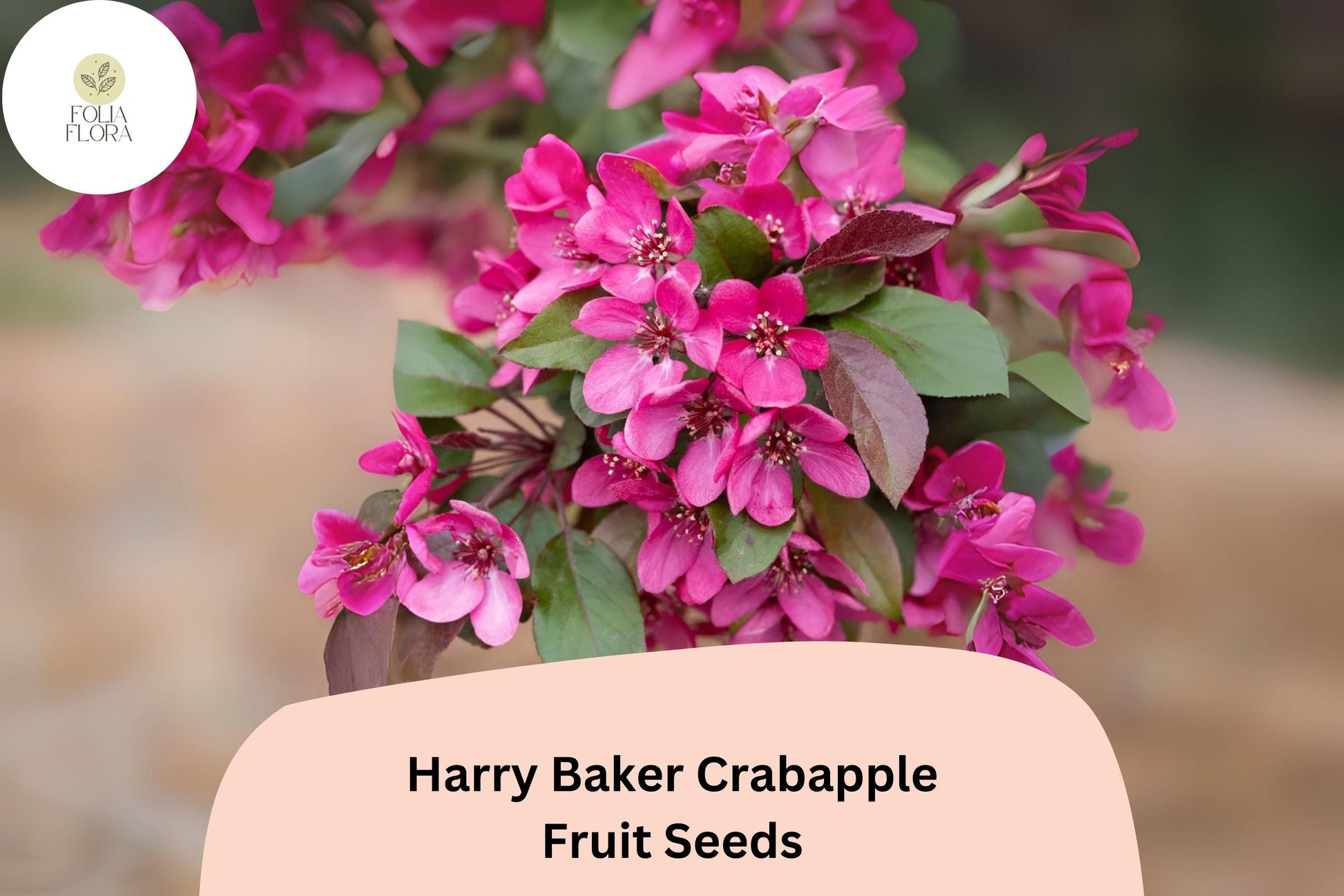 Harry Baker Crabapple Seeds | Ornamental Tree with Red-Purple Blossoms & Bright Fall Fruit | Malus ‘Harry Baker’