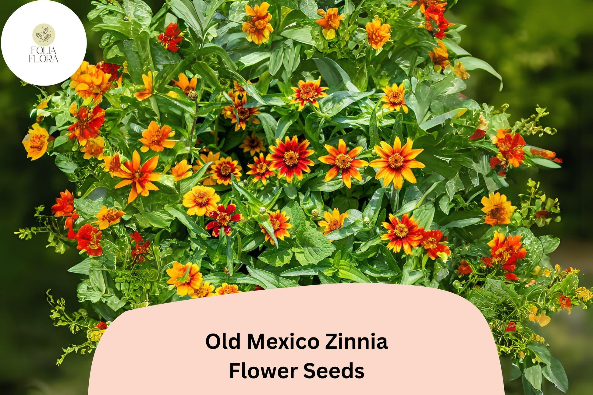 Old Mexico Zinnia Seeds – Bicolor Red & Gold Blooms, Dwarf Annual, Zinnia haageana, Pollinator-Friendly, Non-GMO