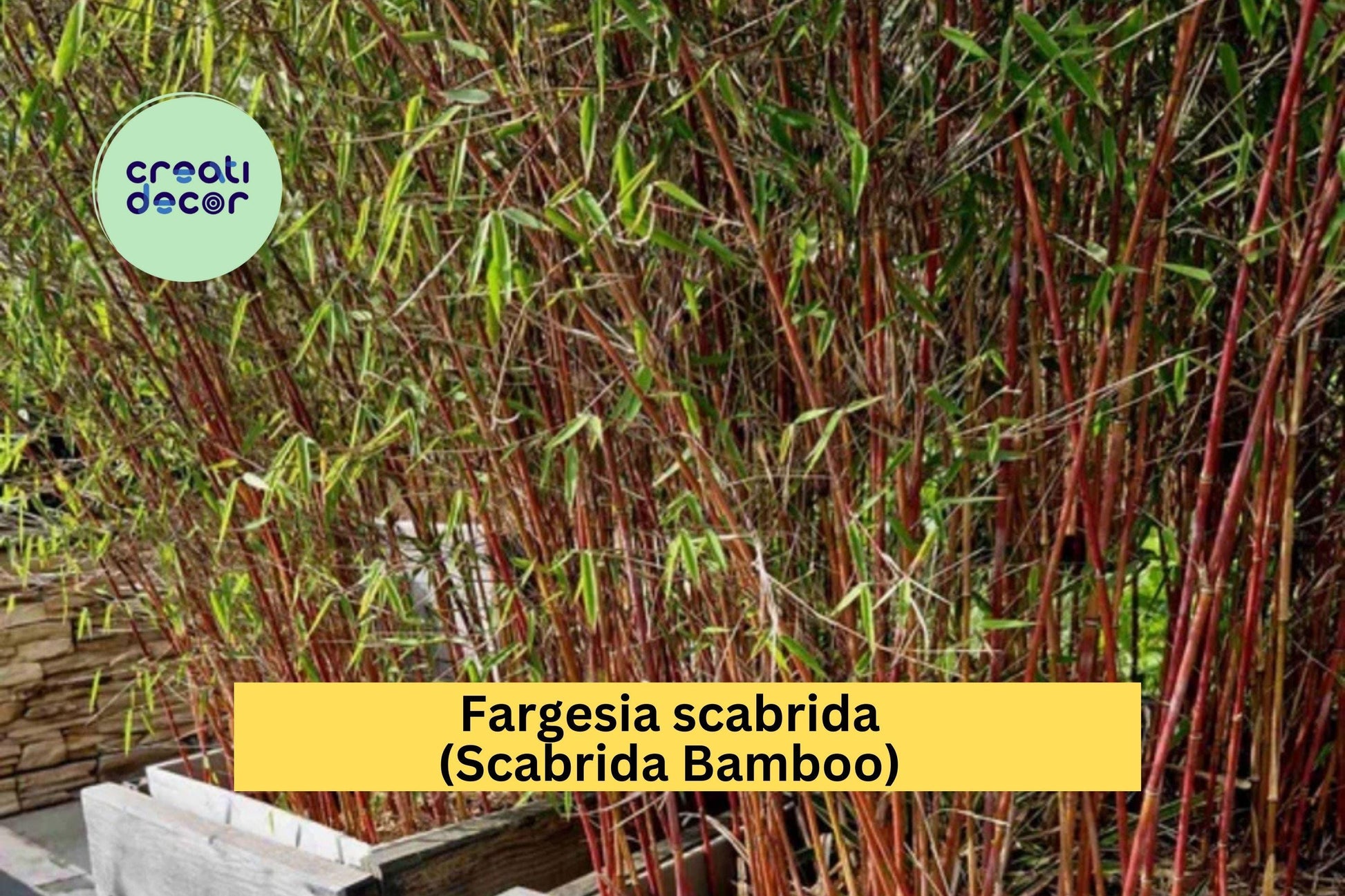 Scabrida Bamboo Live Rooted Clumping Plant – Fargesia scabrida, Cold Hardy, Privacy Screen, Ornamental Garden Plant