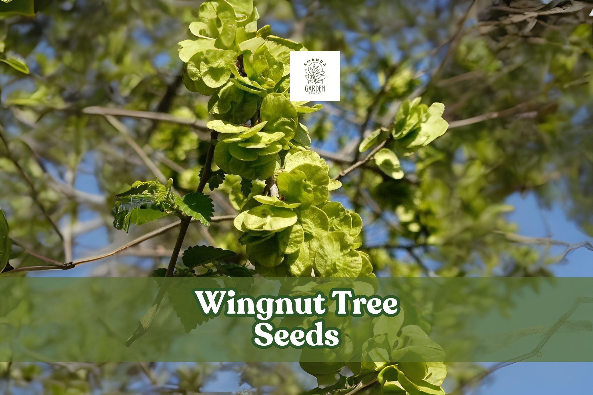 Wingnut Tree Seeds | Pterocarya fraxinifolia | Hardy Shade Tree with Winged Nuts | Fast-Growing Ornamental Deciduous Tree