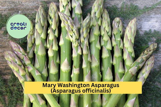 10 Mary Washington Asparagus Crowns – 2-Year-Old Green Bare Root Perennial Vegetable Plants