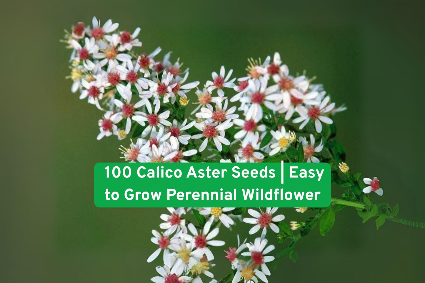 Calico Aster Seeds, Wildflower Seeds, Perennial Flower Seeds, Butterfly Garden Seeds, Bee Friendly Seeds, Native Plant Seeds, Fall Bloom Seeds, Garden Border Seeds, Pollinator Attracting Seeds, Iowa Wildflower Seeds, Easy Grow Seeds, Non-GMO Flower Seeds, Natural Landscaping Seeds