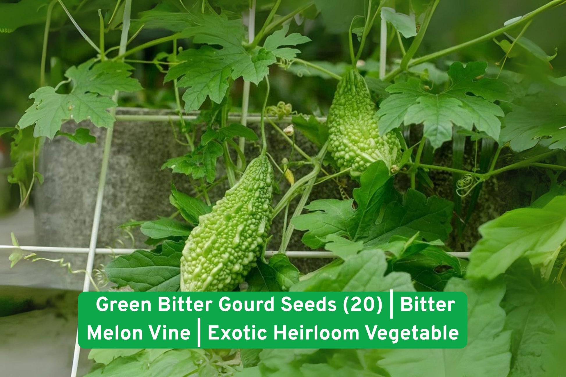 green bitter gourd seeds, bitter melon seeds, exotic vine seeds, heirloom vegetable seeds, non-GMO garden seeds, green fruit seeds, vertical garden seeds, rare seed collection, heirloom vegetable, trellis plant seeds, organic vegetable seeds, unique garden gift, edible vine seeds