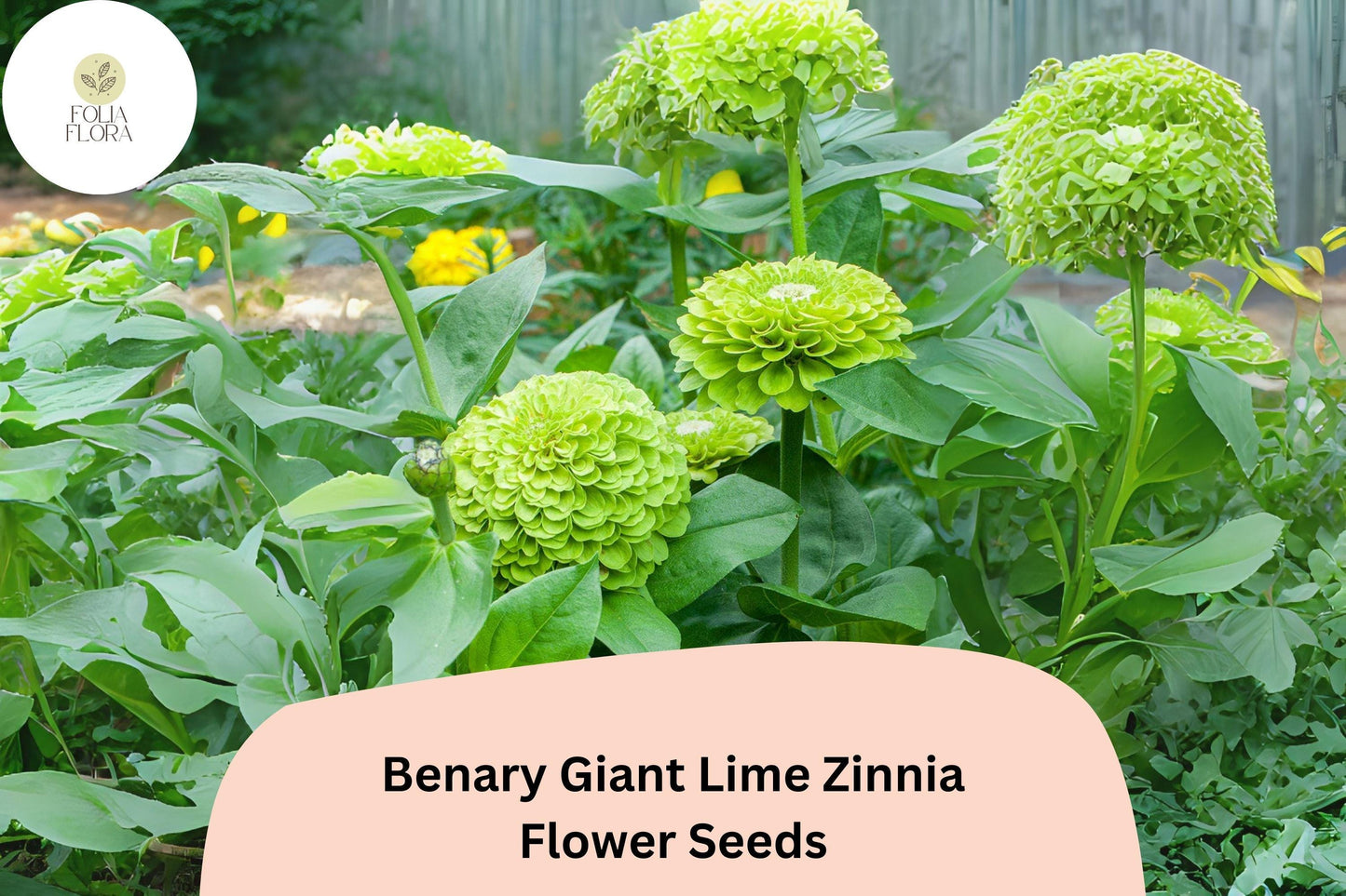 100+ Benary Giant Lime Zinnia Seeds – Lime Green Blooms for Cut Flowers & Summer Gardens – Zinnia elegans