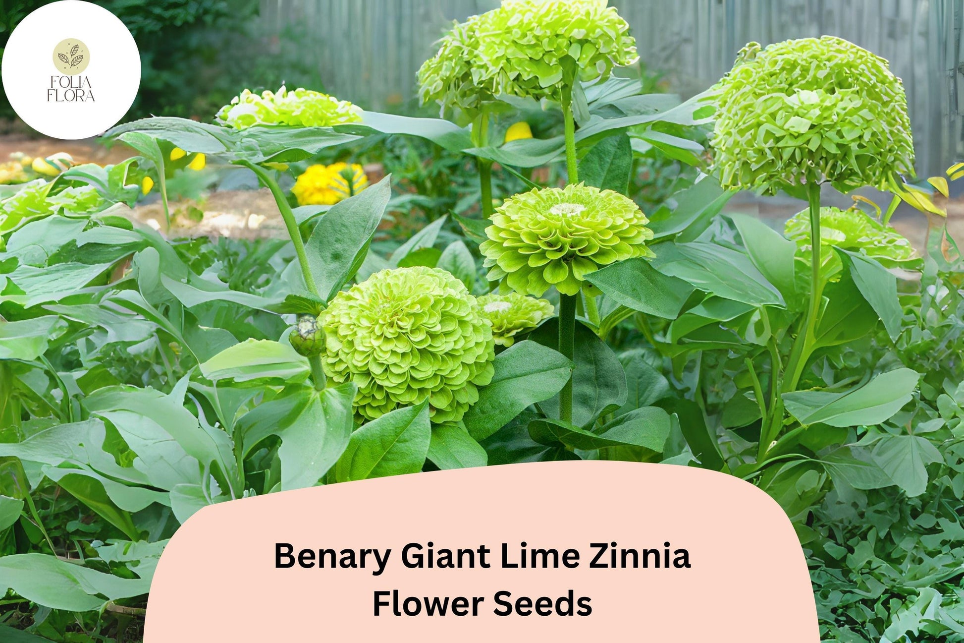 100+ Benary Giant Lime Zinnia Seeds – Lime Green Blooms for Cut Flowers & Summer Gardens – Zinnia elegans