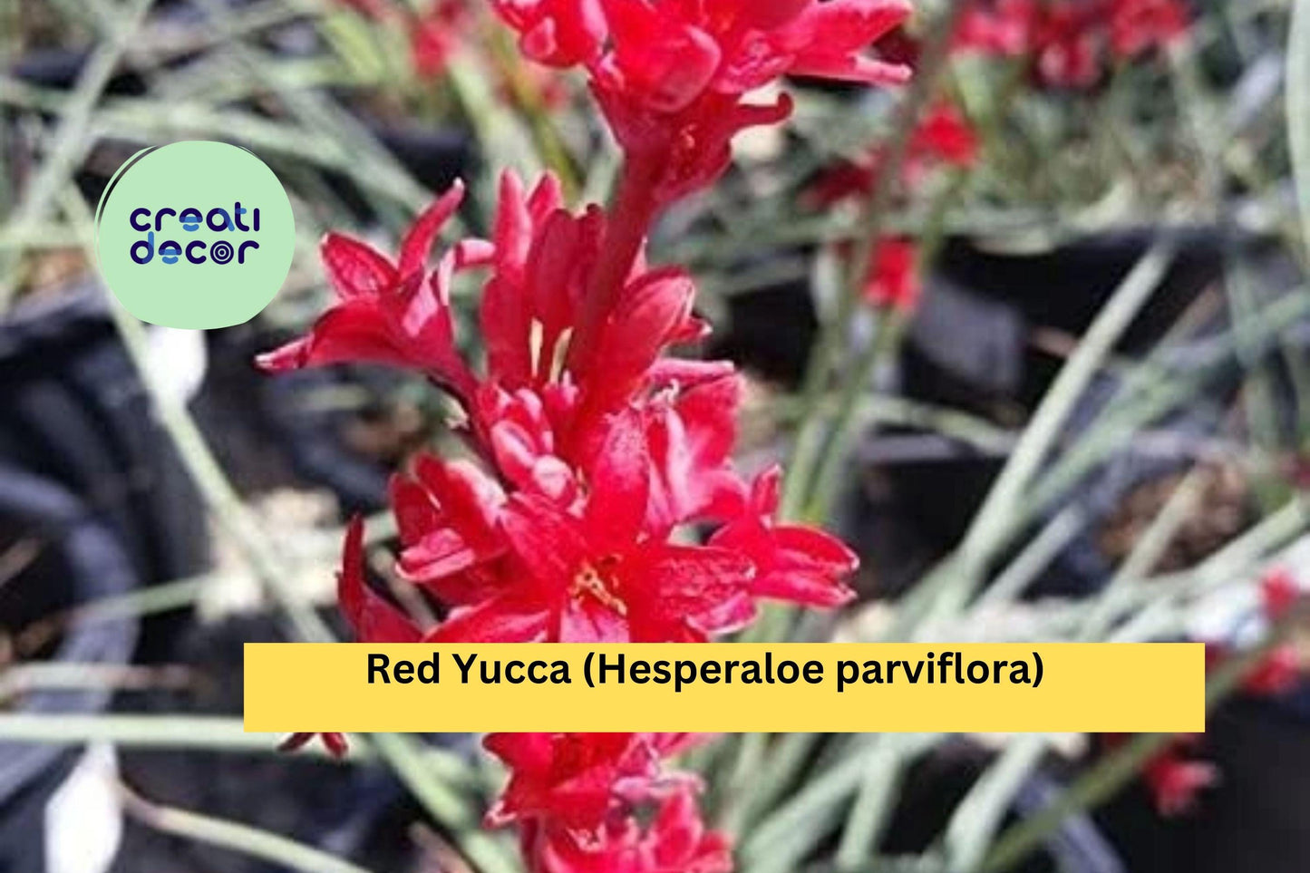 Red Yucca Bare Root Seedling – Hesperaloe parviflora, Drought-Tolerant Perennial with Coral-Red Flowers for Landscaping