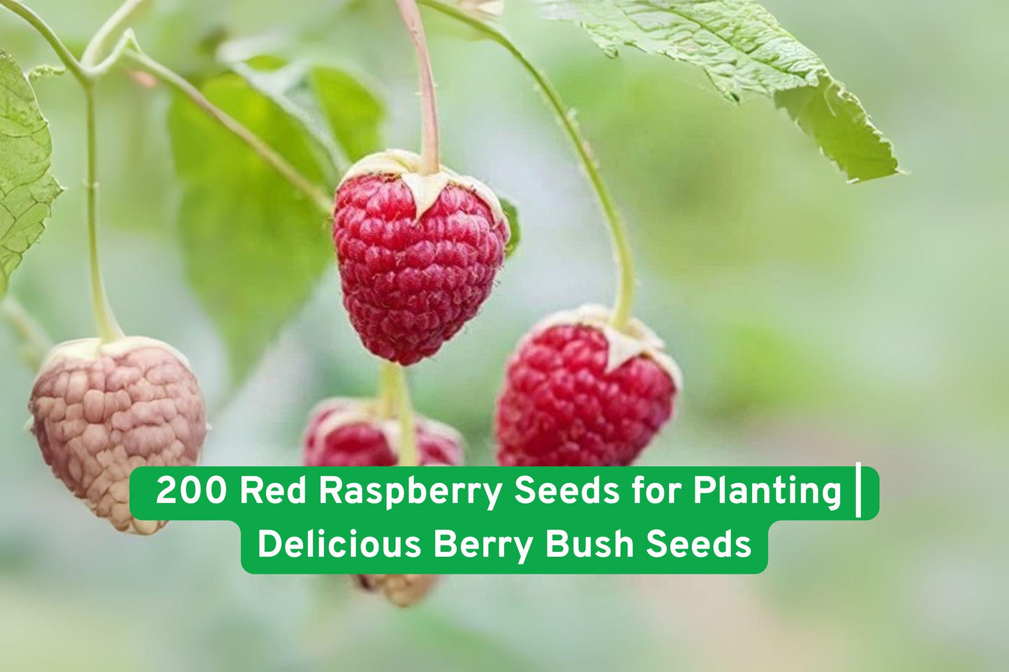 Red Raspberry Seeds, Berry Bush Seeds, Non-GMO Raspberry Seeds, Fruit Plant Seeds, Garden Raspberry Seeds, Juicy Berry Seeds, DIY Berry Garden, Raspberry Planting Kit, Fresh Fruit Seeds, Home Garden Seeds, Berry Patch Seeds, Edible Plant Seeds, Iowa Raspberry Seeds