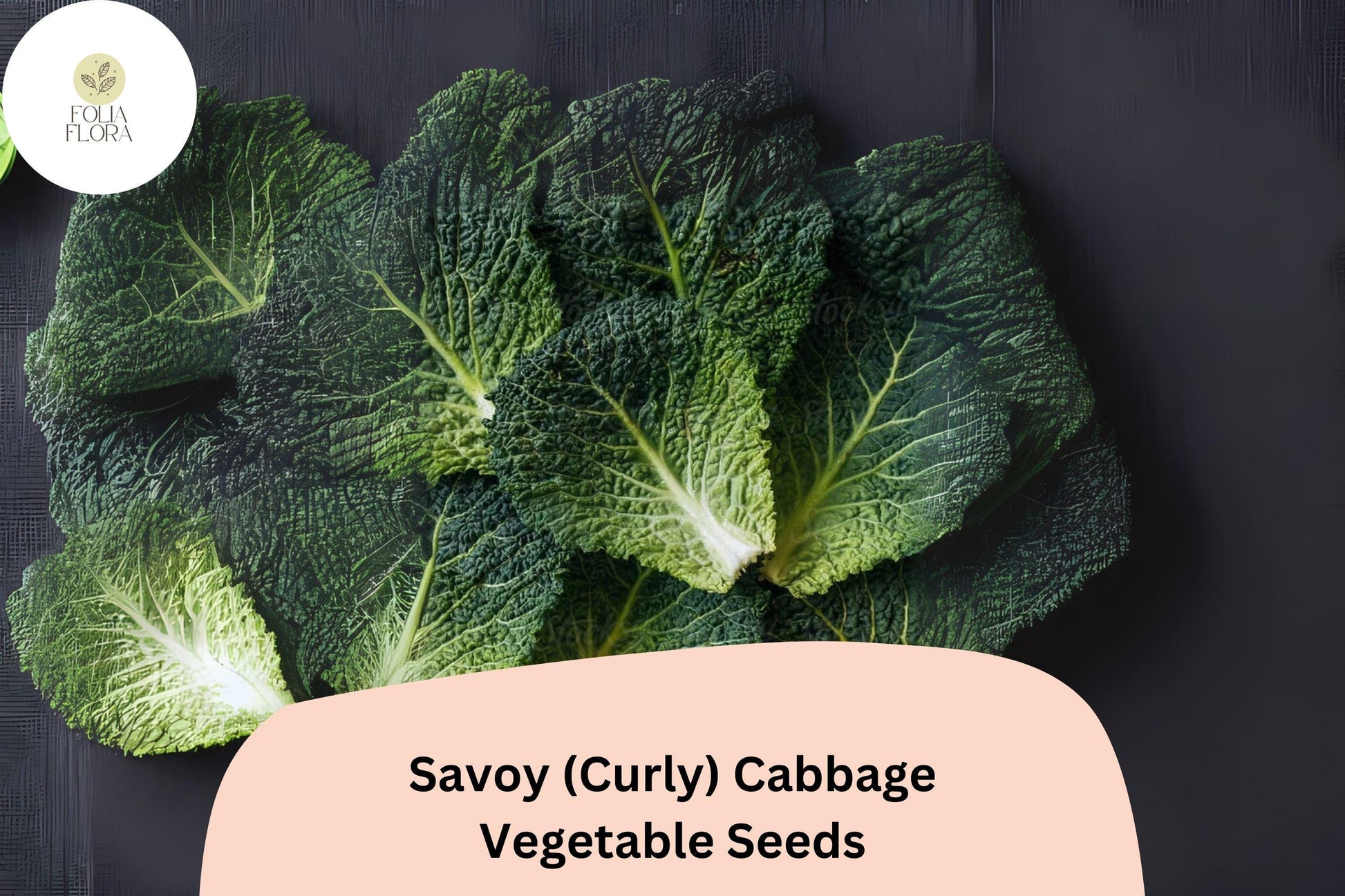 500+ Savoy Cabbage Seeds | Curly Leaf Heirloom Brassica oleracea | Bulk Vegetable Seeds for Garden Planting