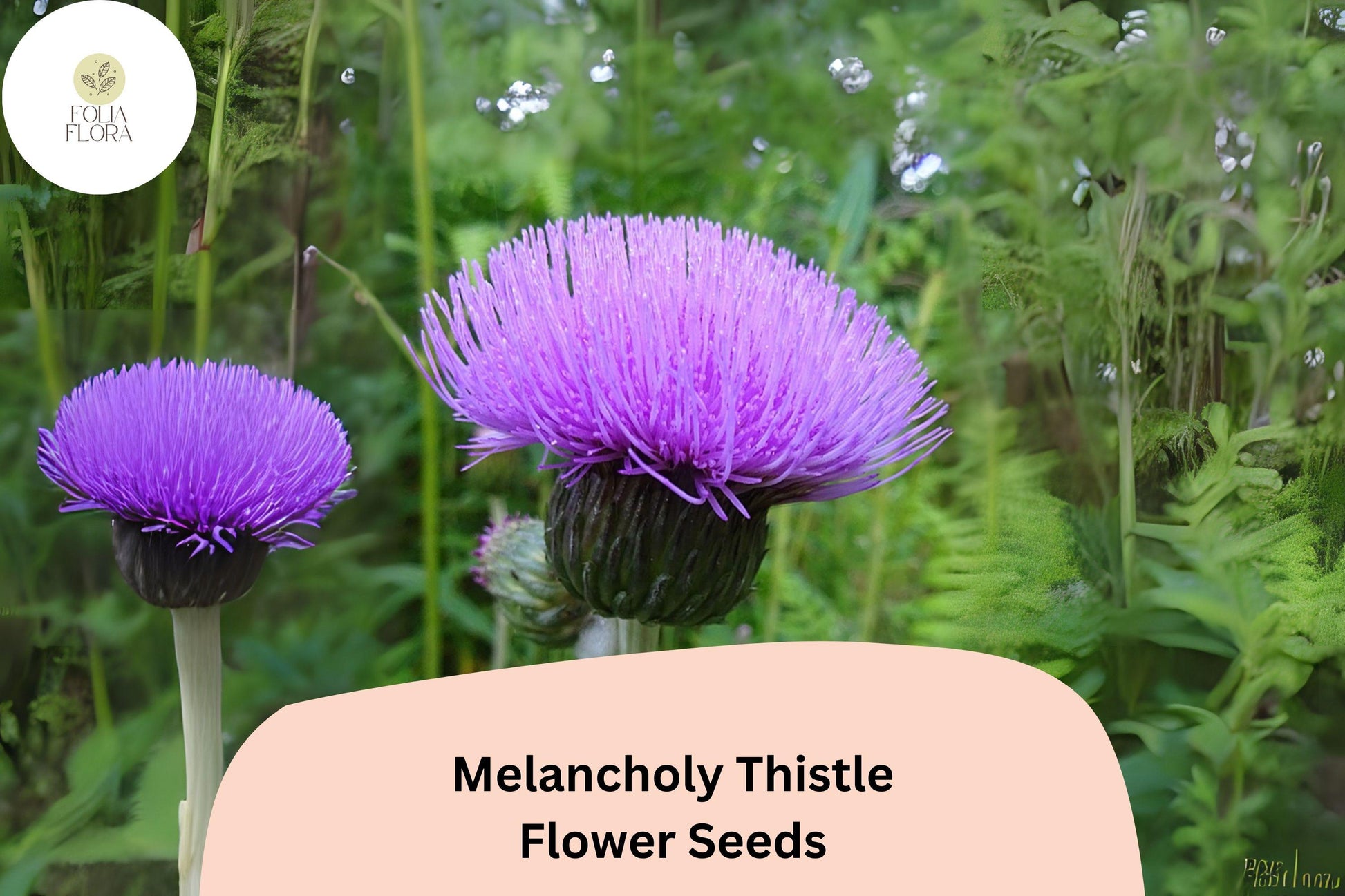 200+ Melancholy Thistle Seeds | Cirsium heterophyllum | Pollinator-Friendly Purple Flowers | Ornamental Perennial Plant
