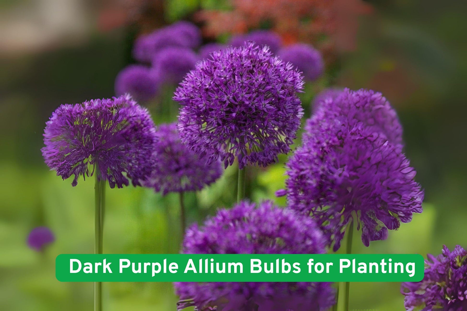 dark purple allium bulbs,perennial garden flowers,bulb for landscaping,ornamental flower bulbs,late spring bloomers,container garden bulbs,perennial flowering plants,full sun garden plants,low maintenance bulbs,globe-shaped flower bulbs,pollinator friendly plants,cut flower bulbs,hardy garden bulbs