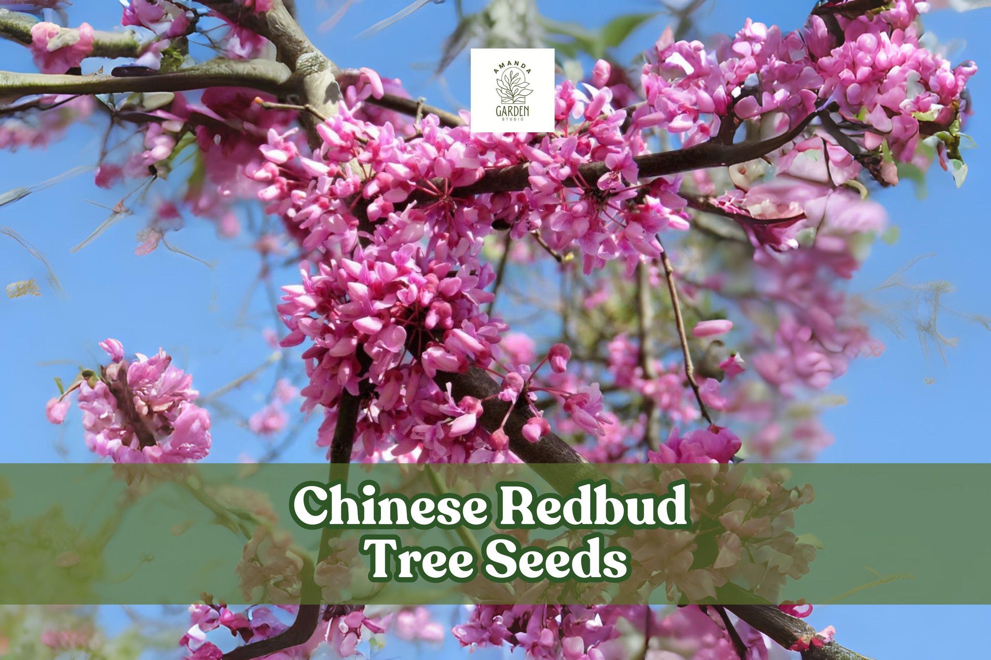 Chinese Redbud Tree Seeds – Ornamental Pink-Purple Blooms, Cercis chinensis, Garden, Landscape, Bonsai, 40 Seeds