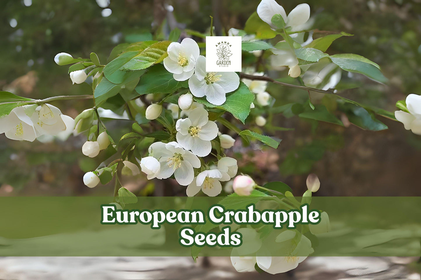 European Crabapple Seeds - Malus sylvestris - Ornamental Deciduous Tree for Gardens & Wildlife