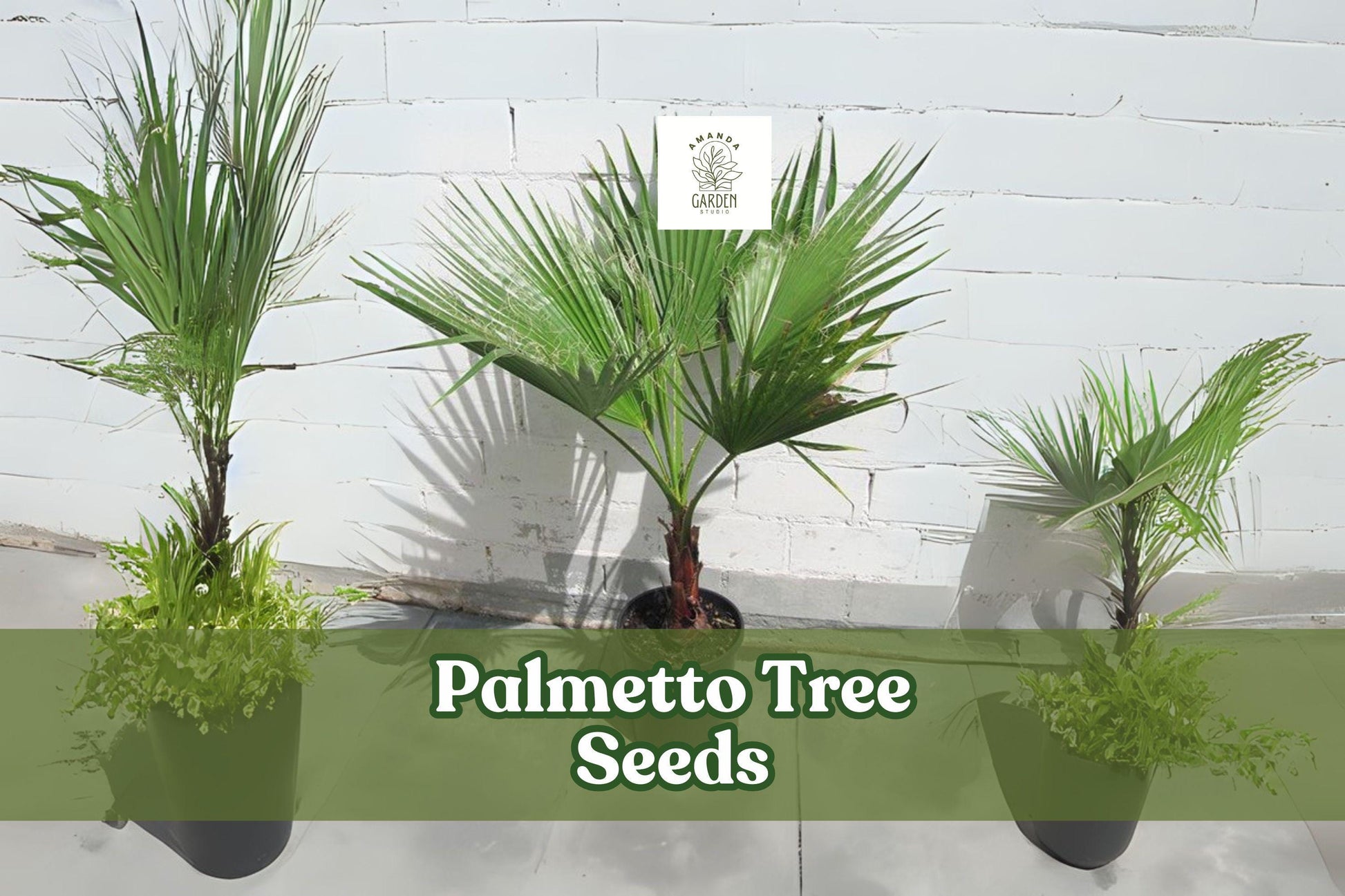 Sabal Palmetto Seeds – Palmetto Tree, Cabbage Palm, Coastal Hardy, Evergreen Palm, 10 Pack