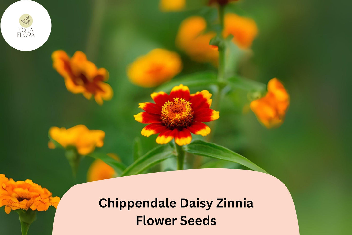 100+ Zinnia Seeds – Chippendale Daisy Variety, Bright Orange, Red & Yellow Blooms, Zinnia elegans, Summer Annuals for Borders & Gardens
