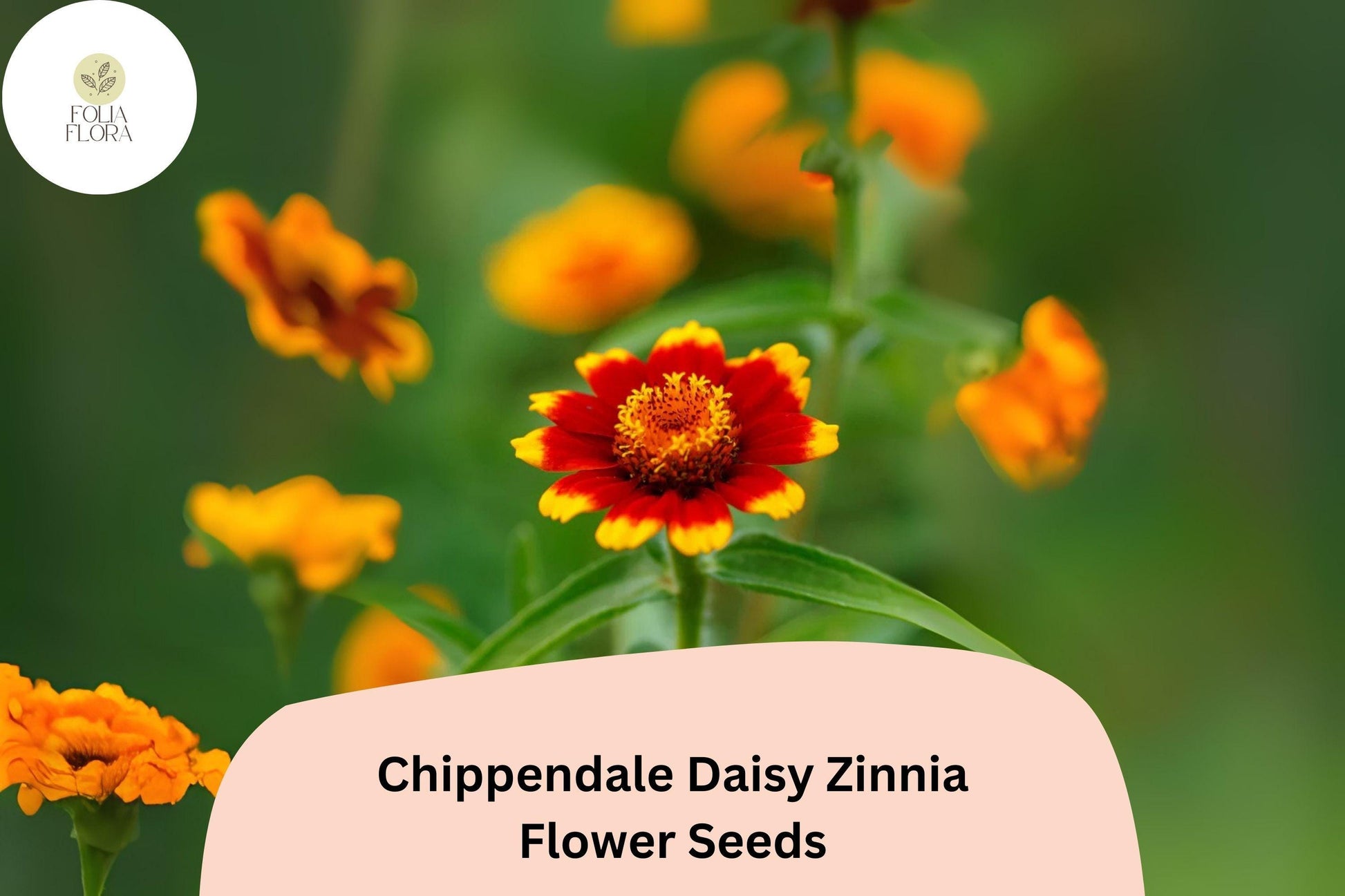 100+ Zinnia Seeds – Chippendale Daisy Variety, Bright Orange, Red & Yellow Blooms, Zinnia elegans, Summer Annuals for Borders & Gardens