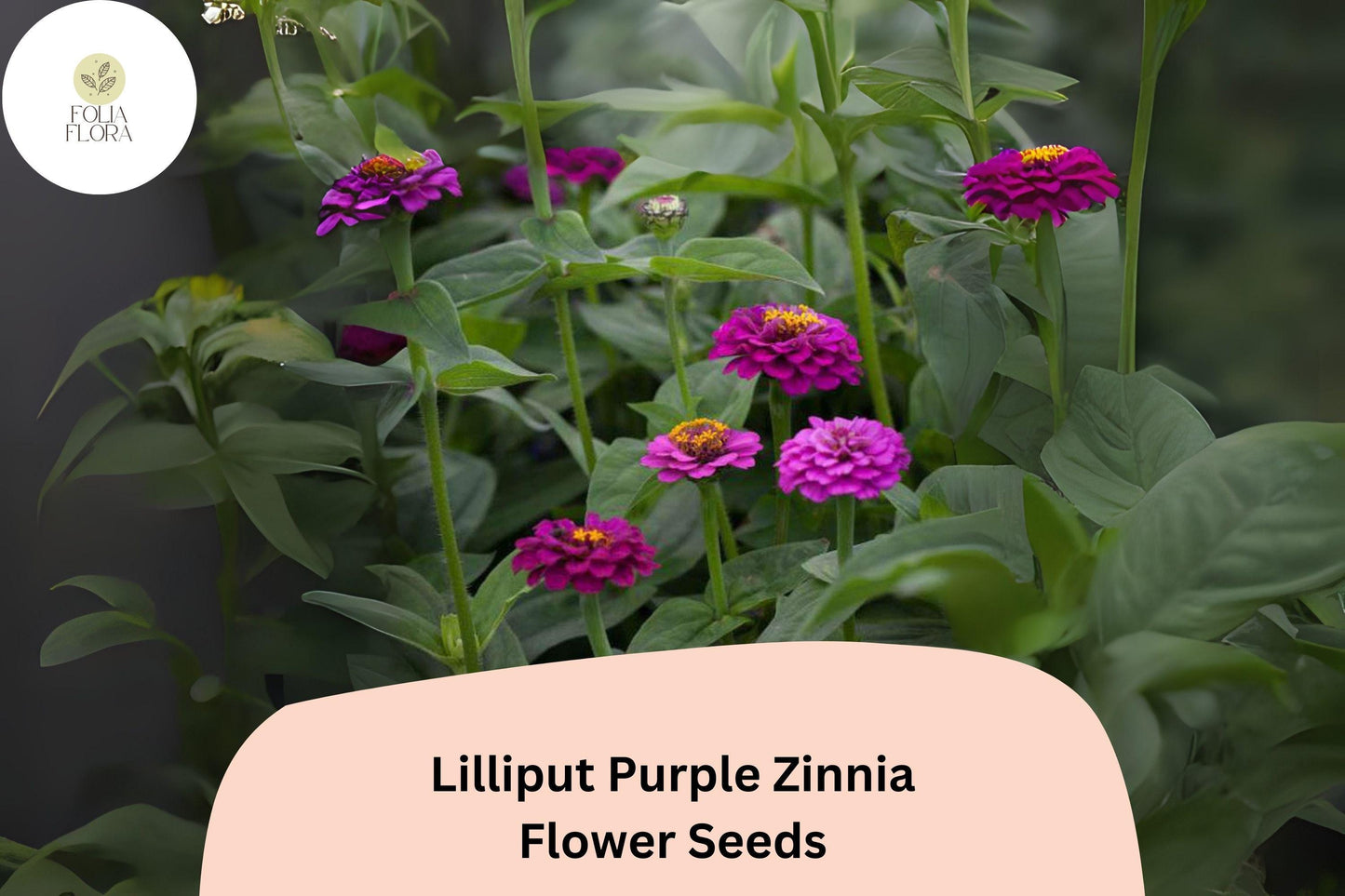 100+ Lilliput Purple Zinnia Seeds – Compact Annual with Deep Purple Pompon Blooms for Borders, Edges & Containers – Zinnia elegans