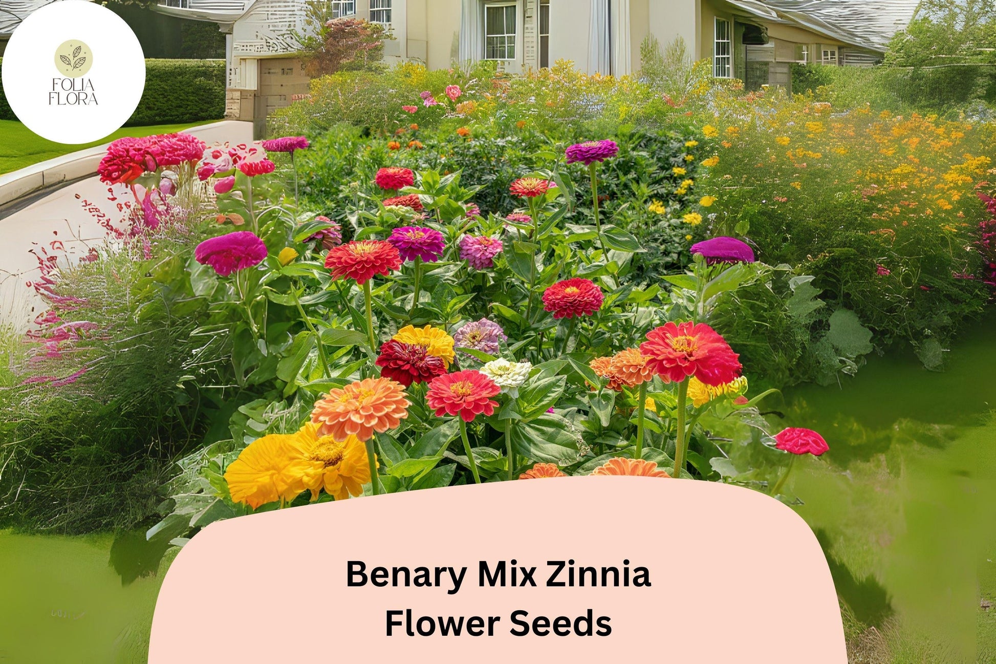 100+ Benary Mix Zinnia Seeds – Large Double Blooms for Cut Flowers & Garden Beds – Zinnia elegans, Mixed Colors