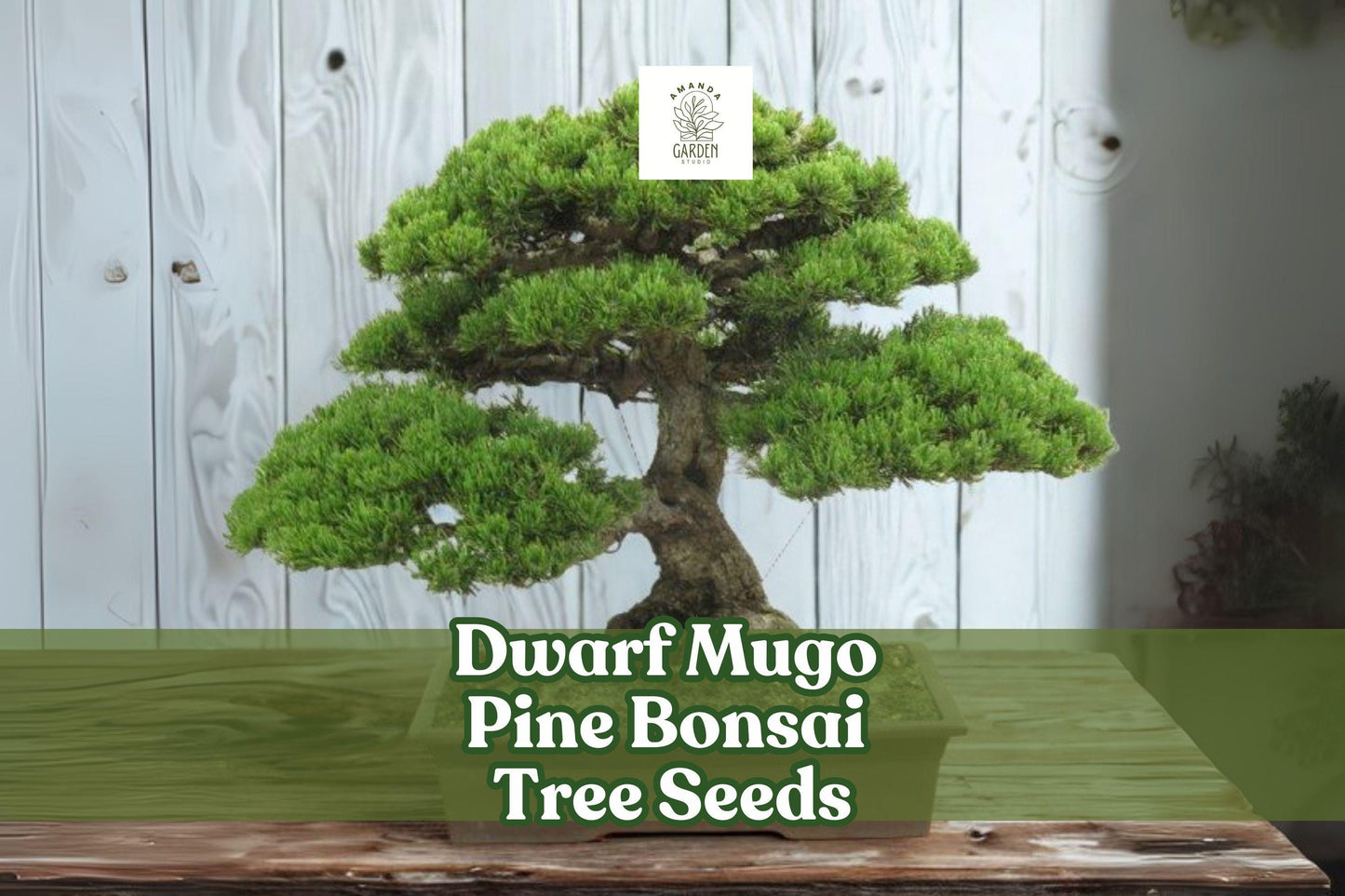 Dwarf Mugo Pine Bonsai Seeds – Hardy Evergreen Pinus mugo pumilio for Miniature Landscaping & Rock Gardens