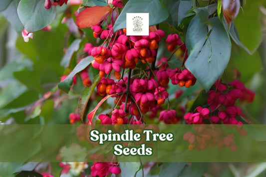 10 Euonymus latifolius Seeds – Spindle Tree Ornamental Shrub with Colorful Autumn Foliage and Seed Capsules