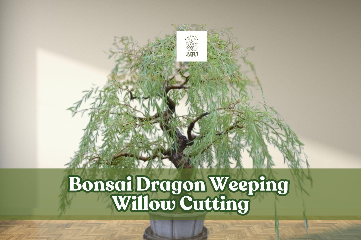 Dragon Weeping Willow Bonsai Cutting – Thick Trunk Starter Tree for Bonsai, Salix babylonica, Cascading Branches, Fast Growth