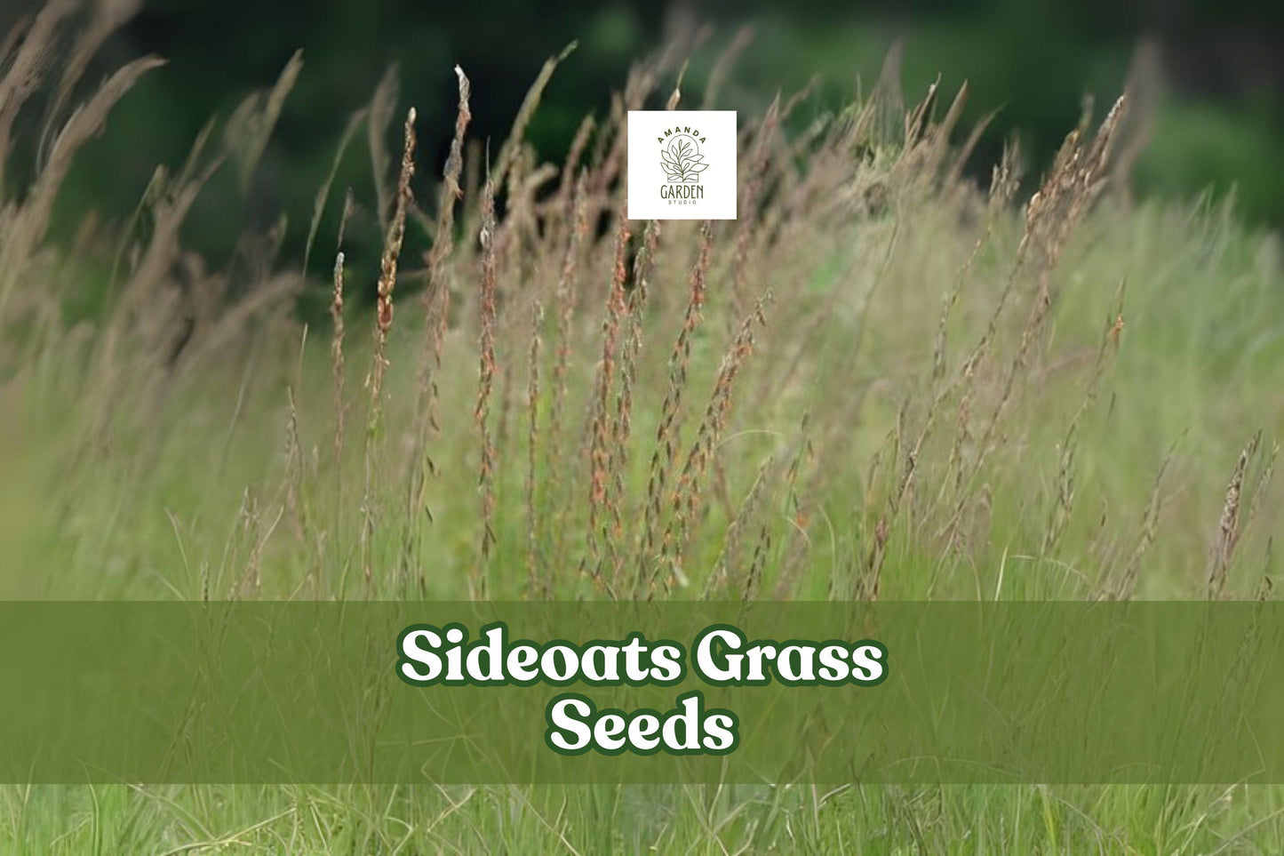 Sideoats Prairie Grass Seeds – Native Ornamental Ground Cover – Bouteloua curtipendula – Drought Tolerant, Erosion Control, Wildlife Habitat