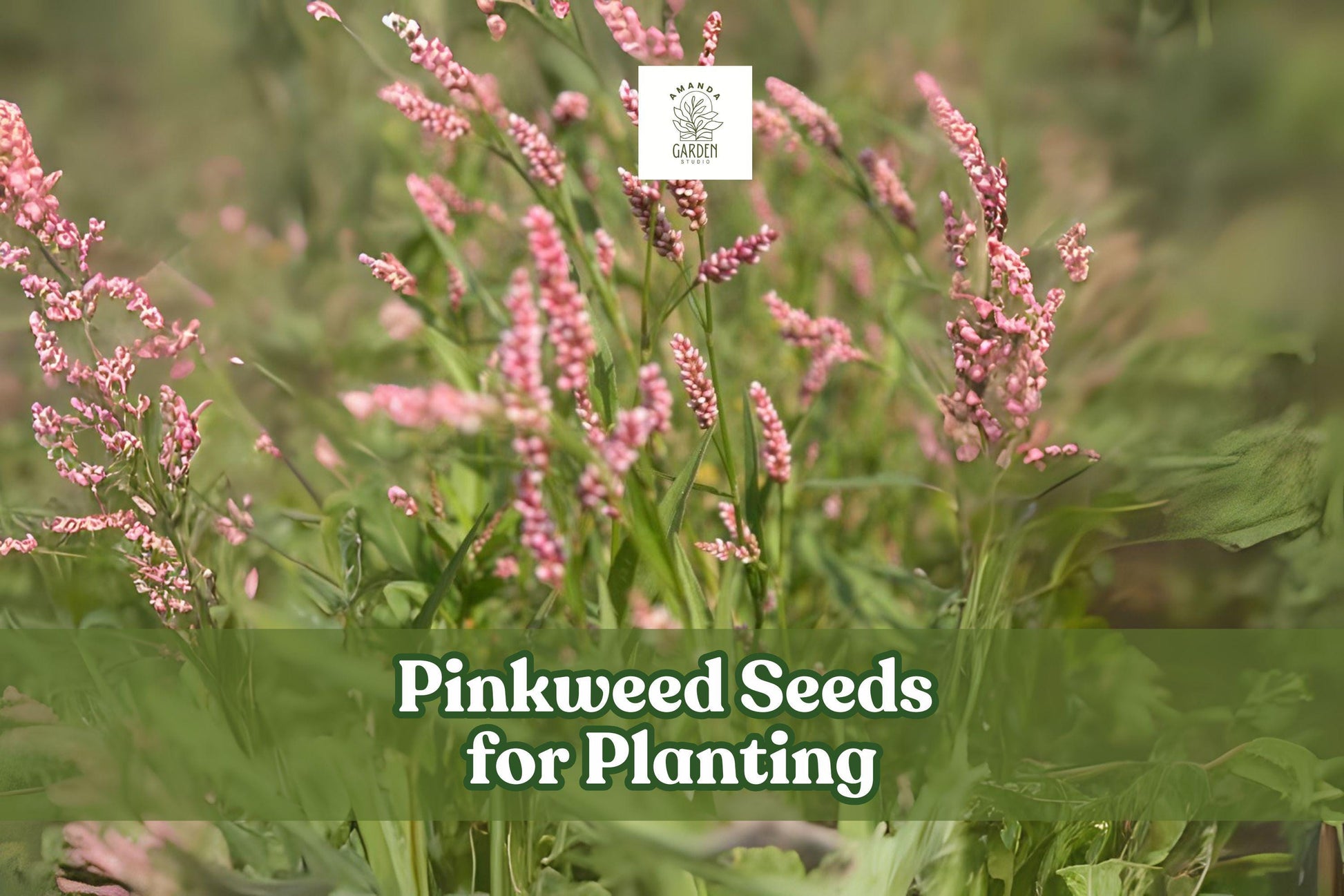 50 Pinkweed Seeds for Planting | Persicaria pensylvanica Wildflower with Pink Blooms | Ornamental Pollinator Garden Seed
