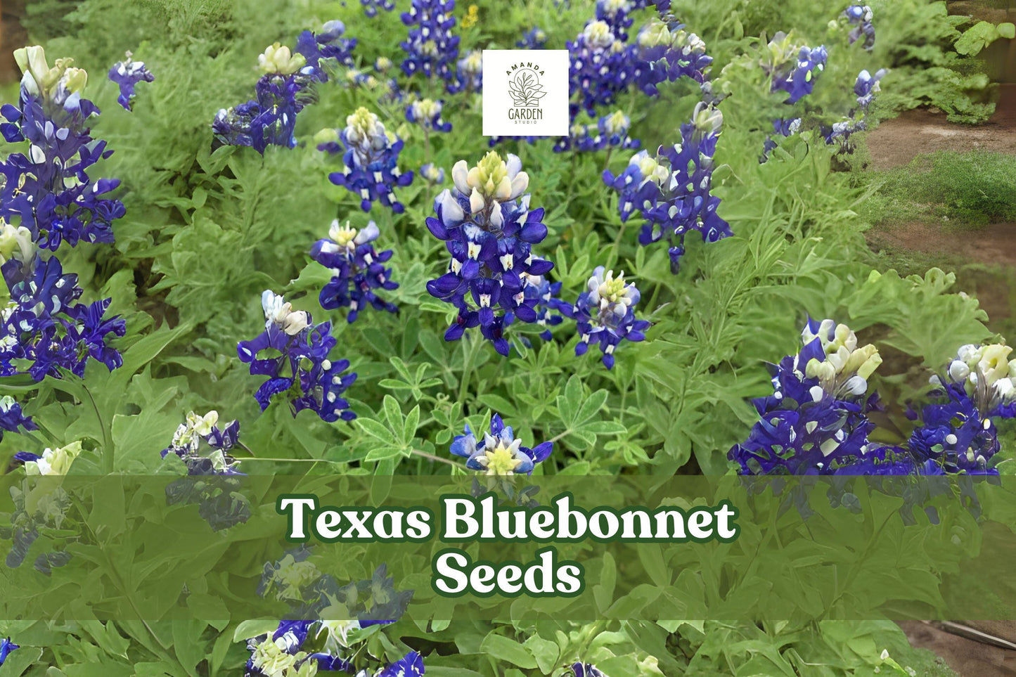 100 Texas Bluebonnet Seeds – Lupinus texensis Wildflower for Gardens, Meadows & Pollinator Gardens