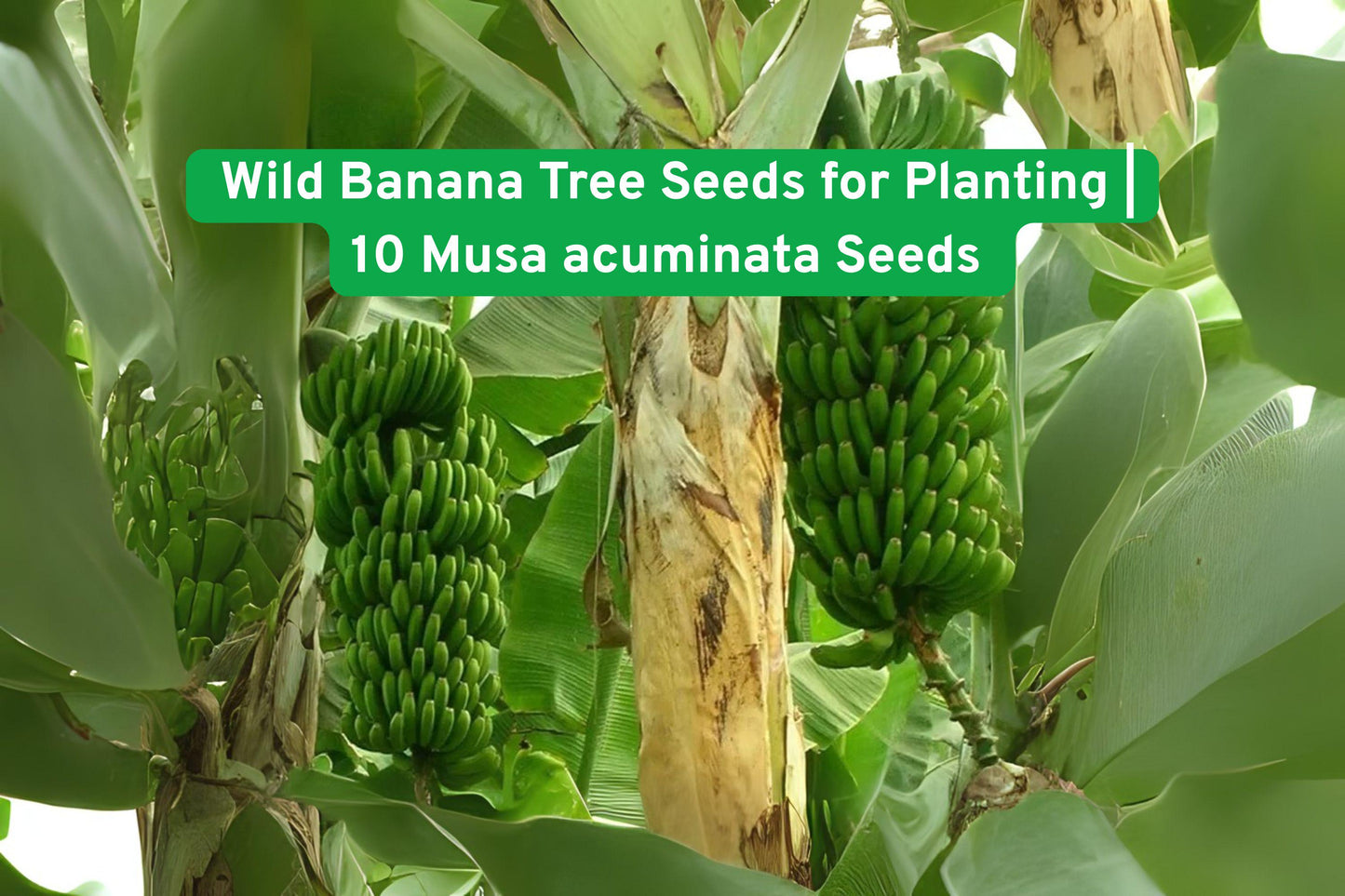 tropical banana seeds, Musa acuminata plants, exotic garden seeds, ornamental banana tree, tropical landscape plant, container banana plant, fast growing seeds, lush green foliage, tropical gift idea, subtropical garden plant, indoor tropical seeds, large leaf plant seeds, tropical fruit ornamental