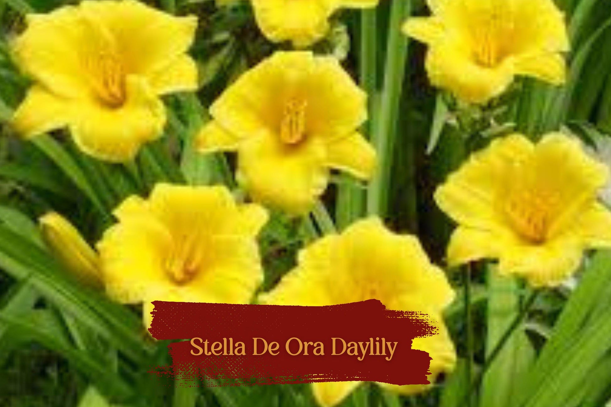 5 Stella De Oro Daylily Plants Bare Roots - Yellow Reblooming Perennial, Drought-Tolerant, Low Maintenance, Clumping Flowering Plant