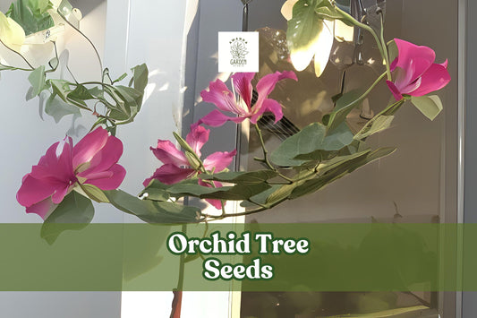 10 Orchid Tree Seeds - Bauhinia purpurea Purple Butterfly Tree Flowering Ornamental Bonsai Seeds
