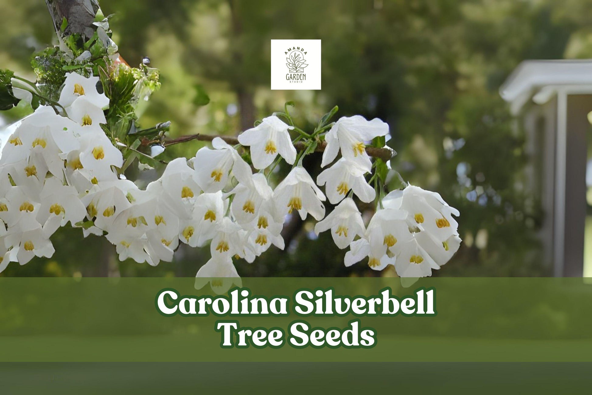 Carolina Silverbell Tree Seeds – Halesia carolina – White Bell-Shaped Flowers – Ornamental Deciduous Tree for Gardens & Landscaping