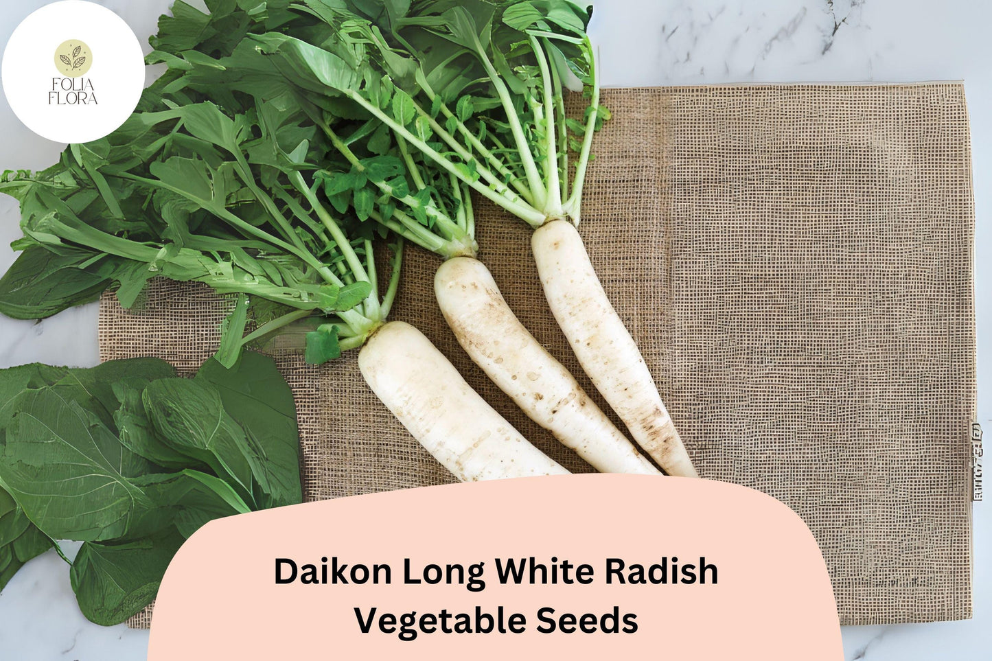 Daikon Long White Radish Seeds – Heirloom Asian Radish for Garden Planting – Raphanus sativus, White Roots, Non-GMO, Fast-Growing, 500+ Seeds